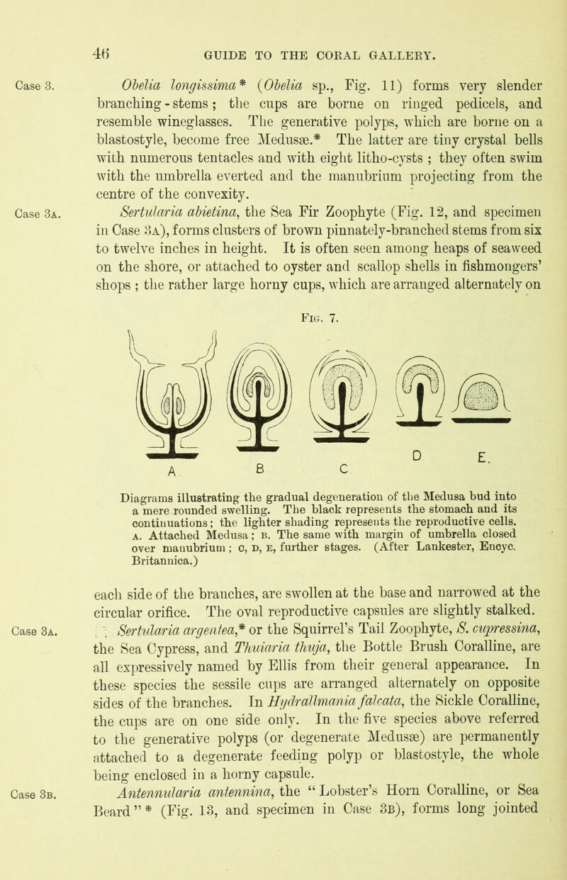 Case 3. Case 3a. Case 3a. 4b Obelia longissima* {Obelia sp., Fig. 11) forms very slender branching - stems; the cups are borne on ringed pedicels, and resemble wineglasses. The generative polyps, which are borne on a blastostyle, become free Medusae.* The latter are tiny crystal bells with numerous tentacles and with eight litho-cysts ; they often swim with the umbrella everted and the manubrium projecting from the centre of the convexity. Sertularia abietina, the Sea Fir Zoophyte (Fig. 12, and specimen in Case 3a), forms clusters of brown pinna telv-branched stems from six to twelve inches in height. It is often seen among heaps of seaweed on the shore, or attached to oyster and scallop shells in fishmongers’ shops ; the rather large horny cups, which are arranged alternately on Fig. 7. E. A. B C. Diagrams illustrating the gradual degeneration of the Medusa bud into a mere rounded swelling. The black represents the stomach and its continuations; the lighter shading represents the reproductive cells. a. Attached Medusa; b. The same with margin of umbrella closed over manubrium; o, d, e, further stages. (After Lankester, Encyc. Britannica.) each side of the branches, are swollen at the base and narrowed at the circular orifice. The oval reproductive capsules are slightly stalked. • Sertularia argentea* or the Squirrel’s Tail Zoophyte, S. cupressina, the Sea Cypress, and Thuiaria thuja, the Bottle Brush Coralline, are all expressively named by Ellis from their general appearance. In these species the sessile cups are arranged alternately on opposite sides of the branches. In Hydrallmania falcata, the Sickle Coralline, the cups are on one side only. In the five species above referred to the generative polyps (or degenerate Medusae) are permanently attached to a degenerate feeding polyp or blastostyle, the whole being enclosed in a horny capsule. Antennularia antennina, the “ Lobster’s Horn Coralline, or Sea Beard”* (Fig. 13, and specimen in Case 3b), forms long jointed Case 3b.