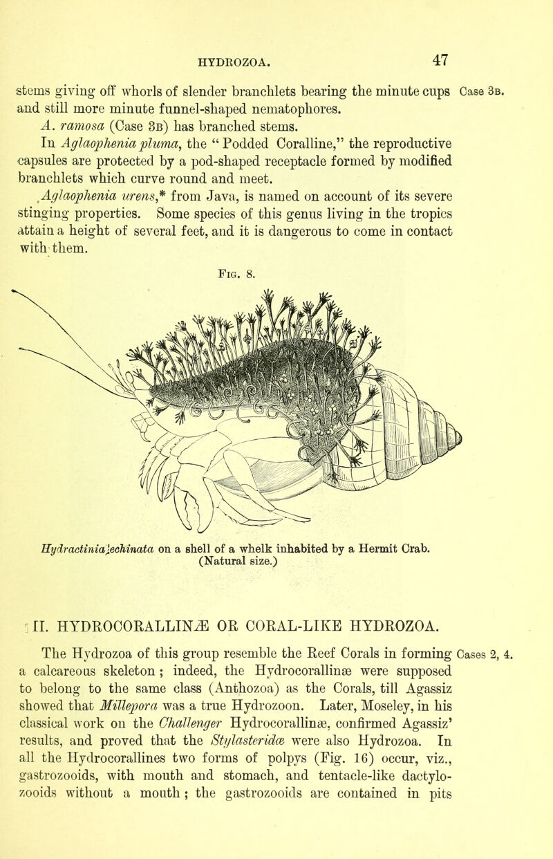 stems giving off whorls of slender branchlets bearing the minute cups Case 3b. and still more minute funnel-shaped nematophores. A. ramosa (Case 3b) has branched stems. In Aglaopheniapluma, the “Podded Coralline,” the reproductive capsules are protected by a pod-shaped receptacle formed by modified branchlets which curve round and meet. Aglaophenia mens* from Java, is named on account of its severe stinging properties. Some species of this genus living in the tropics attain a height of several feet, and it is dangerous to come in contact with them. Fig. 8. II. HYDROCORALLINiE OR CORAL-LIKE HYDROZOA. The Hydrozoa of this group resemble the Reef Corals in forming Cases 2, 4. a calcareous skeleton ; indeed, the Hydrocorallinse were supposed to belong to the same class (Anthozoa) as the Corals, till Agassiz showed that Millepora was a true Hydrozoon. Later, Moseley, in his classical work on the Challenger Hydrocorallinae, confirmed Agassiz’ results, and proved that the Stylasteridce were also Hydrozoa. In all the Hydrocorallines two forms of polpys (Eig. 16) occur, viz., gastrozooids, with mouth and stomach, and tentacle-like dactylo- zooids without a mouth; the gastrozooids are contained in pits