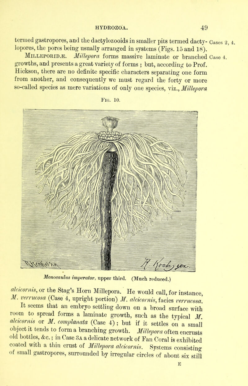 termed gastropores, and the dactylozooids in smaller pits termed dacty- Cases 2, 4. lopores, the pores being usually arranged in systems (Figs. 15 and 18). Milleporim. Millepora forms massive laminate or branched Case 4. growths, and presents a great variety of forms ; but, according to Prof. Hickson, there are no definite specific characters separating one form from another, and consequently we must regard the forty or more so-called species as mere variations of only one species, viz., Millepora Fig. 10. alacorms, or the Stag’s Horn Millepora. He would call, for instance, M. verrucosa (Case 4, upright portion) if. alcicornis, facies verrucosa. It seems that an embryo settling down on a broad surface with room to spread forms a laminate growth, such as the typical if alcicornis or if. complanata (Case 4) ; but if it settles on a smali object it tends to form a branching growth. Millepora often encrusts old bottles, &c.; in Case 3a a delicate network of Fan Coral is exhibited coated with a thin crust of Millepora alcicornis. Systems consisting of small gastropores, surrounded by irregular circles of about six stifl E