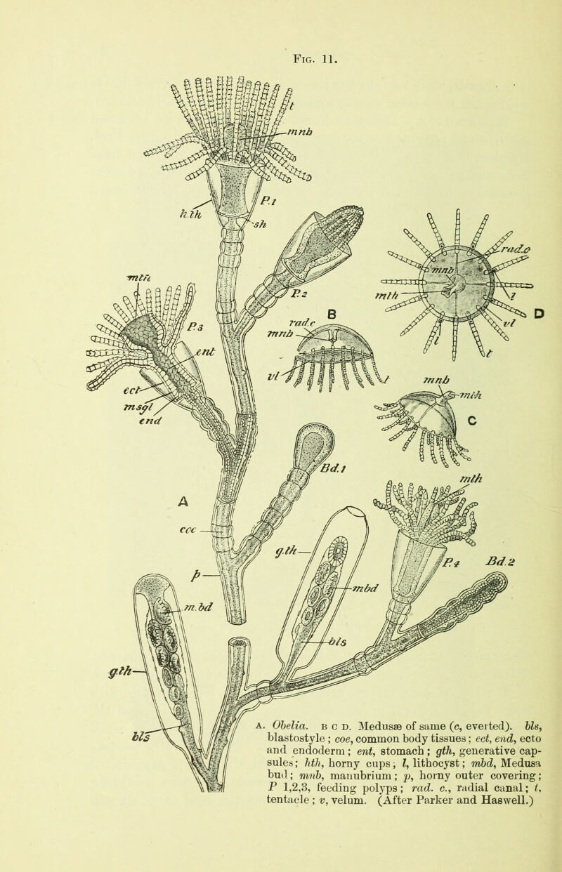 a. Obelia. bcd, Medusae of same (c, everted), bis, blastostyle ; coe, common body tissues; ect, end, ecto and endoderm; ent, stomach ; gth, generative cap- sules ; htli, horny cups; l, lithocyst; mbd, Medusa bud; mnb, manubrium; p, horny outer covering; P 1,2,3, feeding polyps; rad. c., radial canal; t, tentacle ; v, velum. (After Parker and Haswell.)