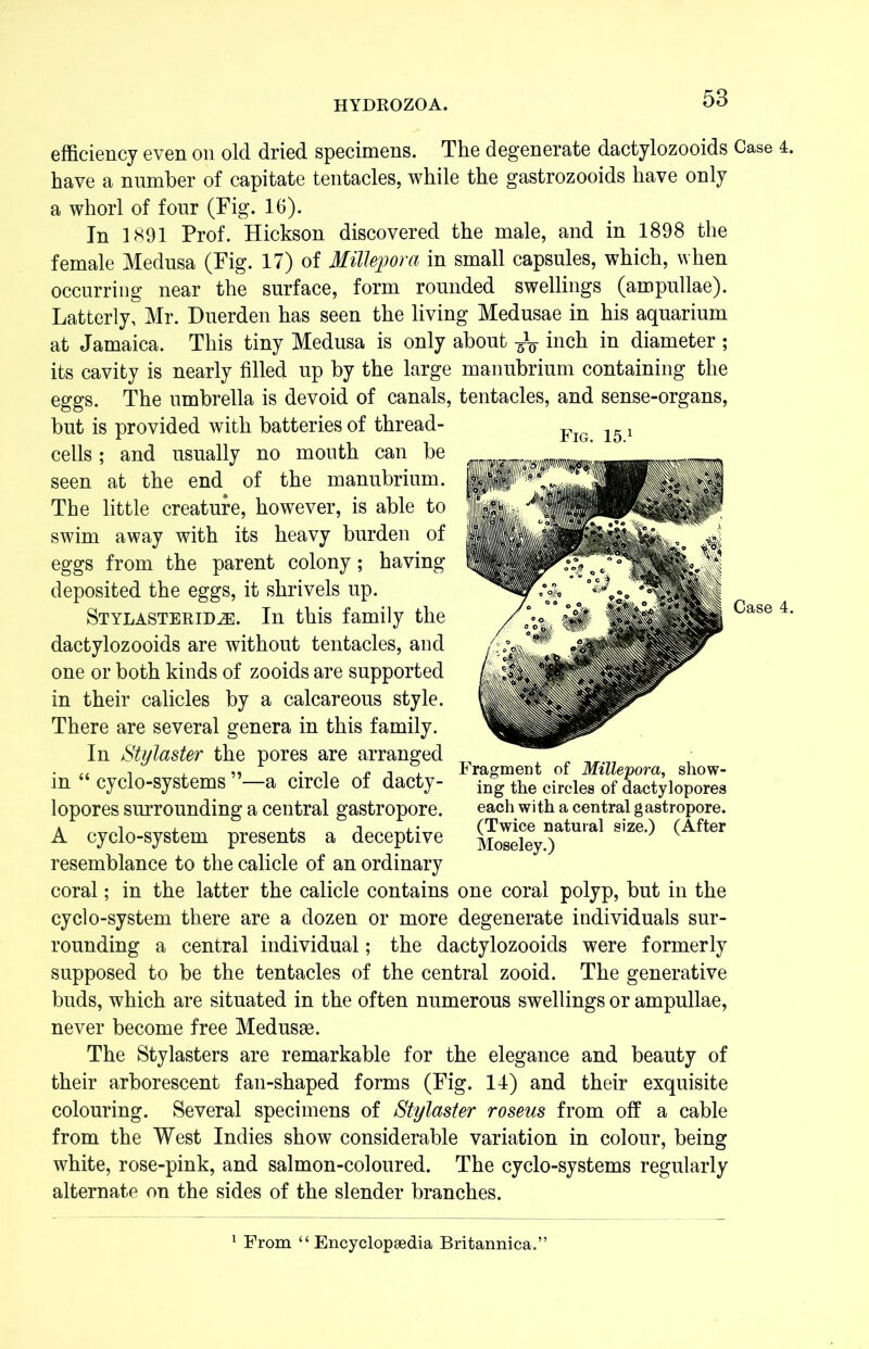 efficiency even on old dried specimens. The degenerate dactylozooids Case 4 have a number of capitate tentacles, while the gastrozooids have only a whorl of four (Fig. 16). In 1891 Prof. Hickson discovered the male, and in 1898 the female Medusa (Fig. 17) of Milleporci in small capsules, which, when occurring near the surface, form rounded swellings (ampullae). Latterly, Mr. Duerden has seen the living Medusae in his aquarium at Jamaica. This tiny Medusa is only about ^ inch in diameter ; its cavity is nearly filled up by the large manubrium containing the eggs. The umbrella is devoid of canals, tentacles, and sense-organs, but is provided with batteries of thread- cells ; and usually no mouth can be seen at the end of the manubrium. The little creature, however, is able to swim away with its heavy burden of eggs from the parent colony; having deposited the eggs, it shrivels up. Stylasterid^:. In this family the dactylozooids are without tentacles, aud one or both kinds of zooids are supported in their calicles by a calcareous style. There are several genera in this family. In Stylaster the pores are arranged in “ cyclo-systems ”—a circle of dacty- lopores surrounding a central gastropore. each with a central gastropore. A cyclo-system presents a deceptive g™ n)atu,al size'> (After resemblance to the calicle of an ordinary coral; in the latter the calicle contains one coral polyp, but in the cyclo-system there are a dozen or more degenerate individuals sur- rounding a central individual; the dactylozooids were formerly supposed to be the tentacles of the central zooid. The generative buds, which are situated in the often numerous swellings or ampullae, never become free Medusae. The Stylasters are remarkable for the elegance and beauty of their arborescent fan-shaped forms (Fig. 14) and their exquisite colouring. Several specimens of Stylaster roseus from off a cable from the West Indies show considerable variation in colour, being white, rose-pink, and salmon-coloured. The cyclo-systems regularly alternate on the sides of the slender branches.