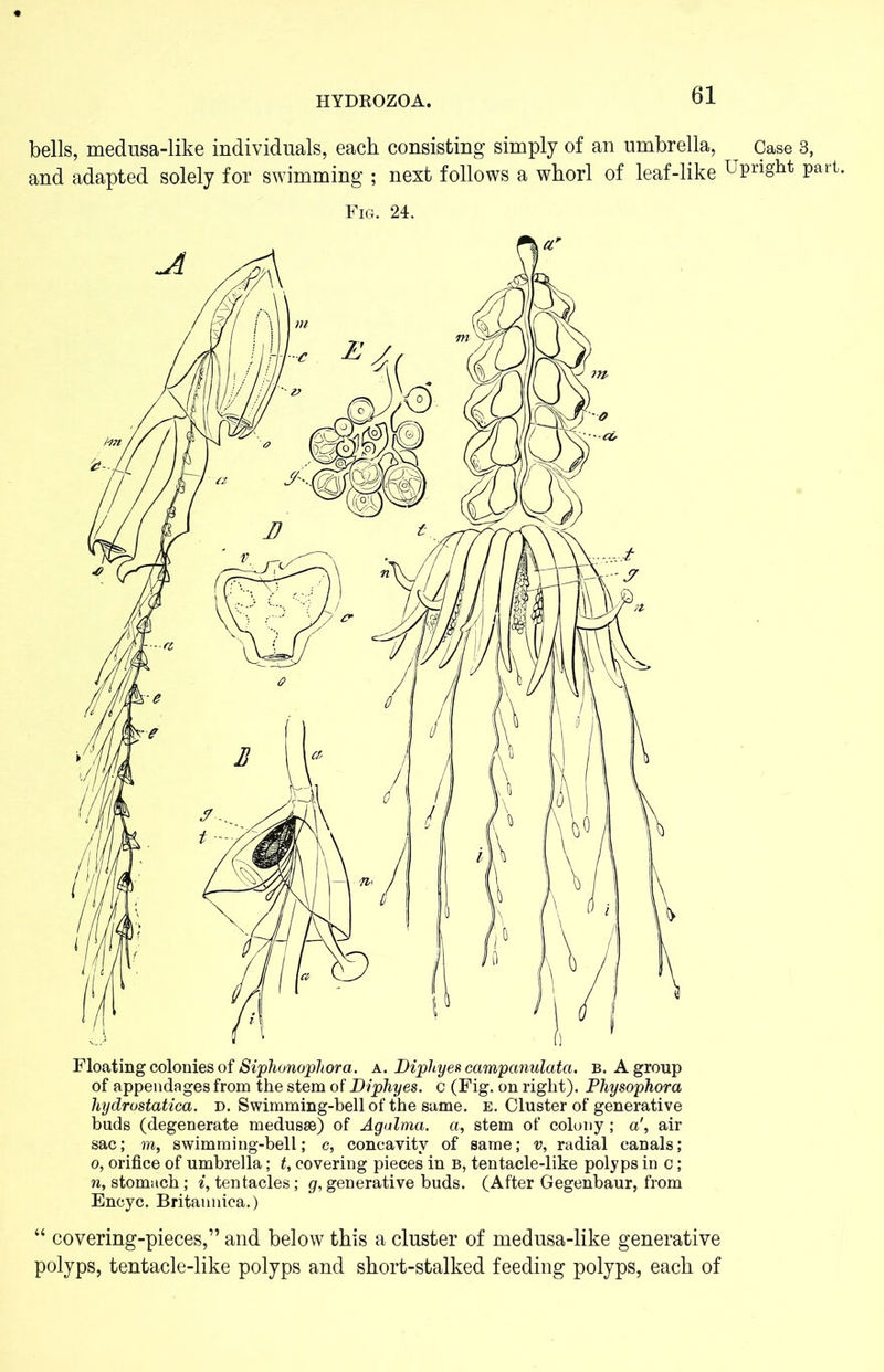 bells, medusa-like individuals, each consisting simply of an umbrella, Case 3, and adapted solely for swimming ; next follows a whorl of leaf-like Upright part. Fig. 24. liydrostatica. d. Swimming-bell of the same. e. Cluster of generative buds (degenerate medusae) of Agalma. a, stem of colony ; a', air sac; m, swimming-bell; c, concavity of same; v, radial canals; o, orifice of umbrella; t, covering pieces in b, tentacle-like polyps in c; n, stomach; i, tentacles; g, generative buds. (After Gegenbaur, from Encyc. Britannica.) “ covering-pieces,” and below this a cluster of medusa-like generative polyps, tentacle-like polyps and short-stalked feeding polyps, each of