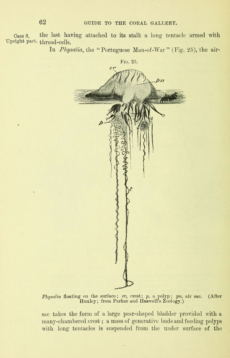 Physah'a floating on the surface; cr, crest; p, a polyp; pn, air sac. (After Huxley; from Parker and Haswell’s Zoology.) sac takes the form of a large pear-shaped bladder provided with a many-chambered crest; a mass of generative buds and feeding polyps with long tentacles is suspended from the under surface of the Case 3, the last having attached to its stalk a long tentacle armed with Upright part, thread-cells. In Physalia, the “ Portuguese Man-of-War ” (Fig. 25), the air- Fig. 25.