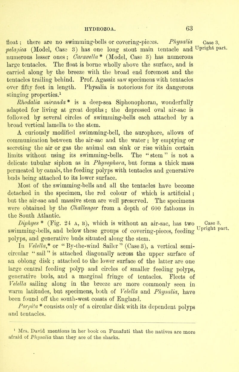 float; there are no swimming-bells or covering-pieces. Physalia Case 3, pelagica (Model, Case 3) has one long stout main tentacle and Upright part, numerous lesser ones; Caravella * (Model, Case 3) has numerous large tentacles. The float is borne wholly above the surface, and is carried along by the breeze with the broad end foremost and the tentacles trailing behind. Prof. Agassiz saw specimens with tentacles over fifty feet in length. Physalia is notorious for its dangerous stinging properties.1 Rhodalia miranda* is a deep-sea Siphonophoran, wonderfully adapted for living at great depths; the depressed oval air-sac is followed by several circles of swimming-bells each attached by a broad vertical lamella to the stem. A curiously modified swimming-bell, the anrophore, allows of communication between the air-sac and the water; by emptying or secreting the air or gas the animal can sink or rise within certain limits without using its swimming-bells. The 64 stem ” is not a delicate tubular siphon as in Physophora, but forms a thick mass permeated by canals, the feeding polyps with tentacles and generative buds being attached to its lower surface. Most of the swimming-bells and all the tentacles have become detached in the specimen, the red colour of which is artificial; but the air-sac and massive stem are well preserved. The specimens were obtained by the Challenger from a depth of 600 fathoms in the South Atlantic. Diphyes * (Fig. 24 a, b), which is without an air-sac, has two 9ase 3’ swimming-bells, and below these groups of covering-pieces, feeding uPriSht Part' polyps, and generative buds situated along the stem. In Velella* or “ By-the-wind Sailer ” (Case 3), a vertical semi- circular “ sail ” is attached diagonally across the upper surface of an oblong disk ; attached to the lower surface of the latter are one large central feeding polyp and circles of smaller feeding polyps, generative buds, and a marginal fringe of tentacles. Fleets of Velella sailing along in the breeze are more commonly seen in warm latitudes, but specimens, both of Velella and Physalia, have been found off the south-west coasts of England. P or pita * consists only of a circular disk with its dependent polyps and tentacles. 1 Mrs. David mentions in her book on Funafuti that the natives are more afraid of Physalia than they are of the sharks.