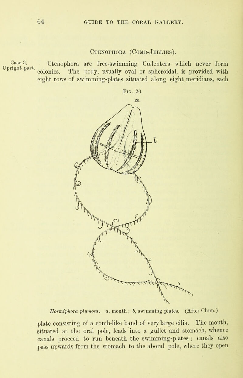 Case 3, Upright part. Ctenophora (Comb-Jellies). Ctenophora are free-swimming Coelentera which never form colonies. The body, usually oval or spheroidal, is provided with eight rows of swimming-plates situated along eight meridians, each Fig. 26. d Hormipliora plumosa. a, mouth ; b, swimming plates. (After Chun.) plate consisting of a comb-like band of very large cilia. The mouth, situated at the oral pole, leads into a gullet and stomach, whence canals proceed to run beneath the swimming-plates ; canals also pass upwards from the stomach to the aboral pole, where they open