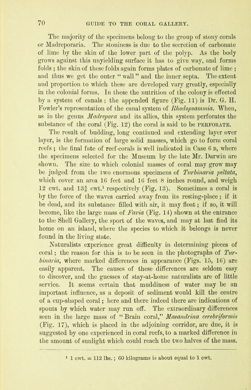 The majority of the specimens belong to the group of stony corals or Madreporaria. The stoniness is due to the secretion of carbonate of lime by the skin of the lower part of the polyp. As the body grows against this unyielding surface it has to give way, and forms folds ; the skin of these folds again forms plates of carbonate of lime ; and thus we get the outer “ wall ” and the inner septa. The extent and proportion to which these are developed vary greatly, especially in the colonial forms. In these the nutrition of the colony is effected by a system of canals ; the appended figure (Fig. 11) is Dr. G. H. Fowler’s representation of the canal system of Rhodopsammia. When, as in the genus Madrepora and its allies, this system perforates the substance of the coral (Fig. 12) the coral is said to be perforate. The result of budding, long continued and extending layer over layer, is the formation of large solid masses, which go to form coral reefs ; the final fate of reef-corals is well indicated in Case 6 B, where the specimens selected for the Museum by the late Mr. Darwin are shown. The size to which colonial masses of coral may grow may be judged from the two enormous specimens of Turbinaria peltata, which cover an area 16 feet and 16 feet 8 inches round, and weigh 12 cwt. and 13f cwt.1 respectively (Fig. 13). Sometimes a coral is by the force of the waves carried away from its resting-place ; if it be dead, and its substance filled with air, it may float; if so, it will become, like the large mass of Favia (Fig. 14) shown at the entrance to the Shell Gallery, the sport of the waves, and may at last find its home on an island, where the species to which it belongs is never found in the living state. Naturalists experience great difficulty in determining pieces of coral; the reason for this is to be seen in the photographs of Tur- binaria, where marked differences in appearance (Figs. 15, 16) are easily apparent. The causes of these differences are seldom easy to discover, and the guesses of stay-at-home naturalists are of little service. It seems certain that muddiness of water may be an important influence, as a deposit of sediment would kill the centre of a cup-shaped coral; here and there indeed there are indications of spouts by which water may run off. The extraordinary differences seen in the large mass of “ Brain coral,” Maeandrina cerebriformis (Fig. 17), which is placed in the adjoining corridor, are due, it is suggested by one experienced in coral reefs, to a marked difference in the amount of sunlight which could reach the two halves of the mass. 1 cwt. = 112 lbs.; 60 kilograms is about equal to 1 cwt.