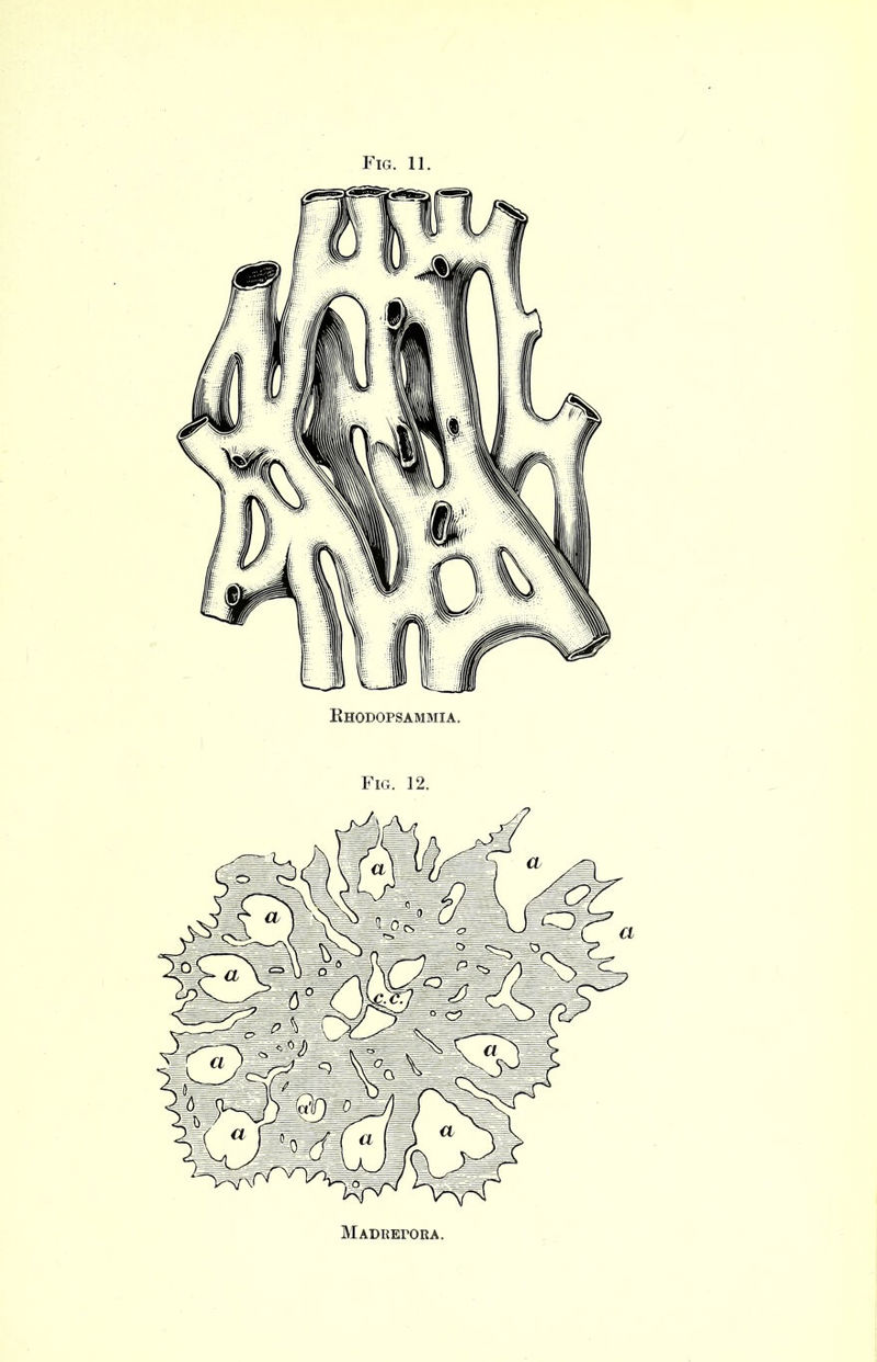 Rhodopsammia. Fig. 12. MADEErORA.