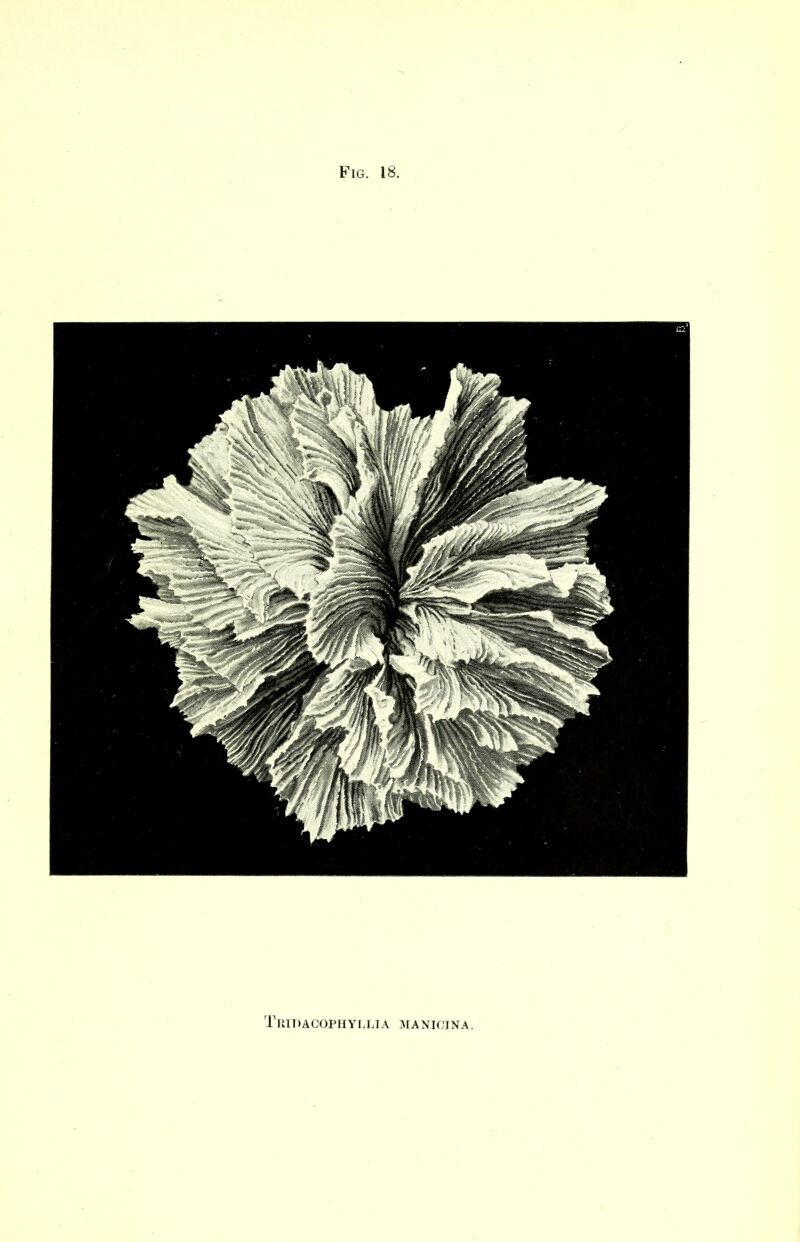 Tridacophyllta manioina.