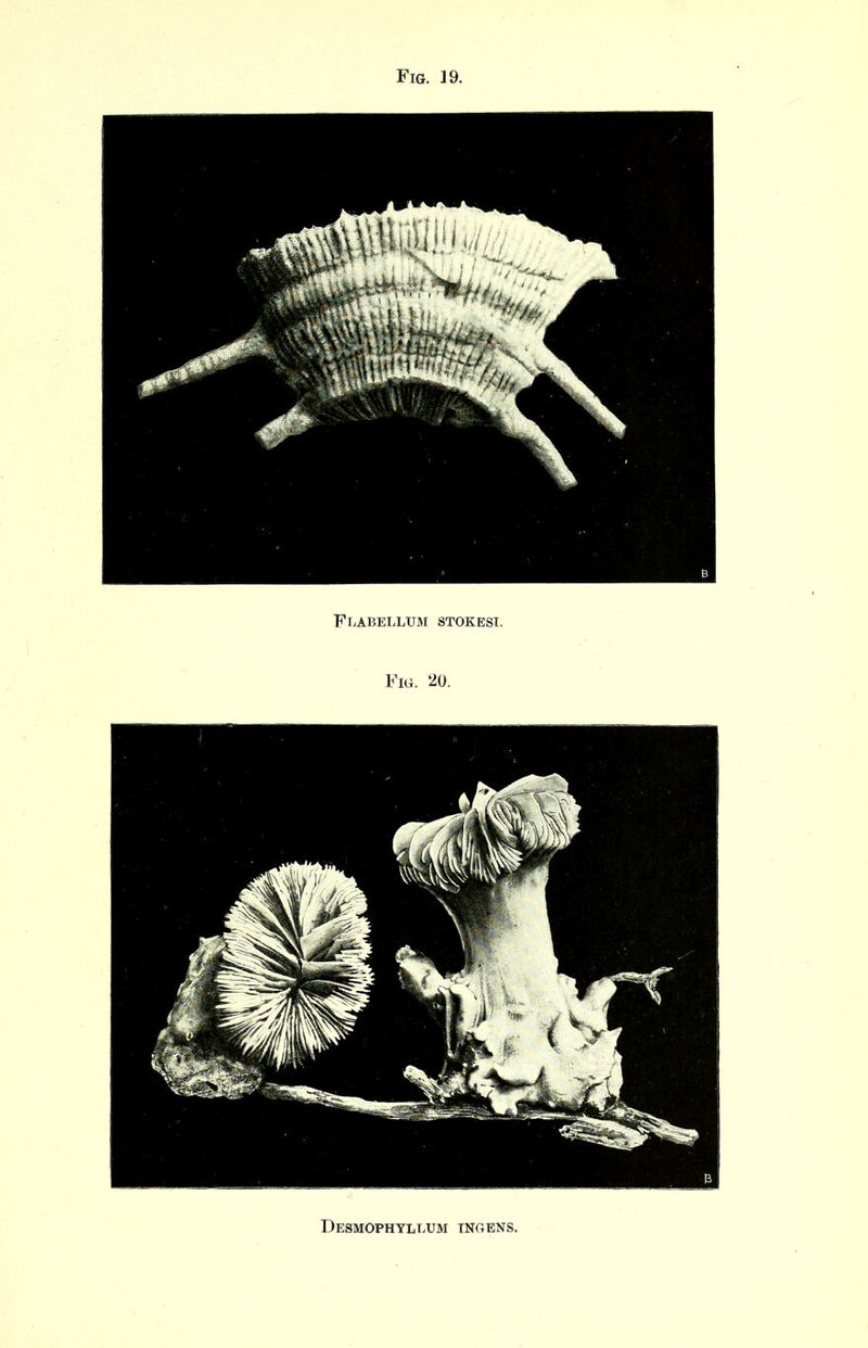 Flabellum stokesi. Fig. 20. Desmophyleum tngens.