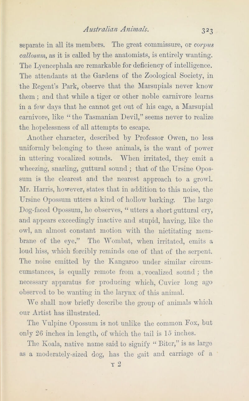 separate in all its members. The great commissure, or corpus callosum, as it is called by the anatomists, is entirely 'wanting. The Lyencephala are remarkable for deficiency of intelligence. The attendants at the Gardens of the Zoological Society, in the Kegent’s Park, observe that the Marsupials never know them; and that while a tiger or other noble carnivore learns in a few days that he cannot get out of his cage, a Marsupial carnivore, like “the Tasmanian Devil,” seems never to realize the hopelessness of all attempts to escape. Another character, described by Professor Owen, no less uniformly belonging to these animals, is the want of j^ower in uttering vocalized sounds. When irritated, they emit a wheezing, snarling, guttural sound ; that of the Ursine Opos- sum is the clearest and the nearest aj)proach to a growl. Mr. Harris, however, states that in addition to this noise, the Ursine Opossum utters a kind of hollow barking. The large Dog-fiiced Opossum, he observes, “ utters a short guttural cry, and appears exceedingly inactive and stupid, having, like the owl, an almost constant motion Avith the nictitating mem- brane of the eye.” The Wombat, Avhen irritated, emits a loud hiss, Avhich forcibly reminds one of that of the serpent. The noise emitted by the Kangaroo under similar circum- cumstances, is equally remote from a vocalized sound; the necessary apparatus for producing Avhich, Cuvier long ago observed to bo wanting in the larynx of this animal. AVe shall now briefly describe the group of animals which our Artist has illustrated. The Vulpine Opossum is not unlike the common Fox, but only 26 inches in length, of Avhich the tail is Id inches. The Koala, native name said to signify “ Biter,” is as large moderately-sized dog, has the gait and carriage of a T 2 as a