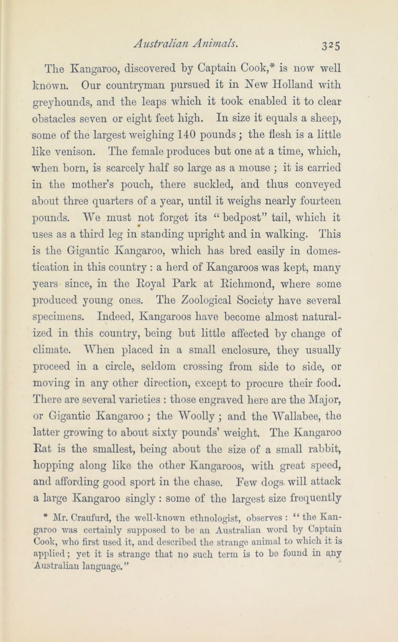 The Kangaroo, discovered by Captain Cook,* is now well known. Our countryman pursued it in Kew Holland with greyhounds, and the leaps which it took enabled it to clear obstacles seven or eight feet high. In size it equals a sheep, some of the largest weighing 140 pounds ; the flesh is a little like venison. The female produces but one at a time, which, when born, is scarcely half so large as a mouse ; it is carried in the mother’s pouch, there suclded, and thus conveyed about three quarters of a year, until it weighs nearly fourteen pounds. We must not forget its “ bedpost” tail, which it uses as a third leg in standing upright and in walking. This is the Gigantic Kangaroo, which has bred easily in domes- tication in this country : a herd of Kangaroos was kept, many years since, in the Eoyal Park at Eichmond, where some produced young ones. The Zoological Society have several specimens. Indeed, Kangaroos have become almost natm’al- ized in this country, being but little affected by change of climate. When placed in a small enclosure, they usually proceed in a circle, seldom crossing from side to side, or moving in any other direction, except to procure their food. There are several varieties : those engraved here are the Major, or Gigantic Kangaroo; the Woolly ; and the Wallabee, the latter growing to about sixty pounds’ weight. The Kangaroo Eat is the smallest, being about the size of a small rabbit, hopping along like the other Kangaroos, with great speed, and affording good sport in the chase. Few dogs, will attack a large Kangaroo singly: some of the largest size frequently * Mr. Craufurd, the well-known ethnologist, observes : “the Kan- garoo was certainly supposed to be an Australian word by Captain Cook, who first used it, and described the strange animal to which it is applied; yet it is strange that no such term is to bo found in a.ny Australian language. ”