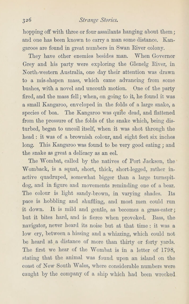 hopping off with three or four assailants hanging about them; and one has been known to carry a man some distance. Kan- garoos are found in great numbers in Swan Eiver colony. They have other enemies besides man. When Governor Grey and his party were exploring the Glenelg Eiver, in Korth-western Australia, one day their attention was drawn to a mis-shapen mass, which came advancing from some bushes, with a novel and nncontb motion. One of the party fired, and the mass fell; when, on going to it, he found it was a small Kangaroo, enveloped in the folds of a large snake, a species of boa. The Kangaroo was quile dead, and flattened from the pressure of the folds of the snake which, being dis- turbed, began to uncoil itself, when it was shot through the head : it was of a brownish colour, and eight feet six inches long. This Kangaroo was found to be very good eating ; and the snake as great a delicacy as an eel. The Wombat, called by the natives of Port Jackson, the' Womback, is a squat, short, thick, short-legged, rather in- active quadruped, somewhat bigger than a large turnspit- dog, and in figure and movements reminding one of a bear. The colour is light sandy-brown, in varying shades. Its pace is hobbling and shuflling, and most men could run it down. It is mild and gentle, as becomes a grass-eater; but it bites hard, and is fierce when provoked. Bass, the navigator, never heard its noise but at that time : it was a low cry, between a hissing and a whizzing, which could not bo heard at a distance of more than thirty or forty yards. The first wo hear of the Wombat is in a letter of 1798, stating that the animal was found upon an island on the coast of Kew South Wales, where considerable numbers were caught by the company of a ship which had been wrecked