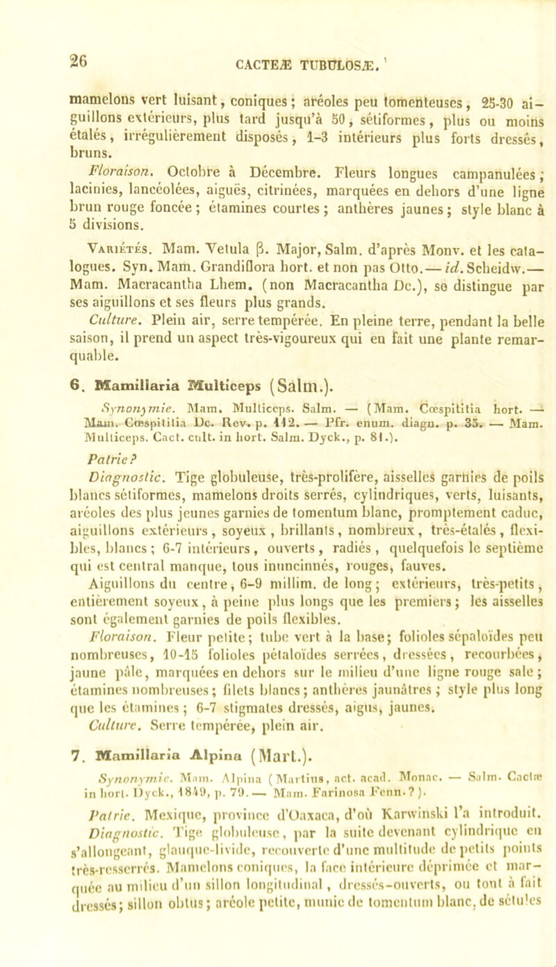 mamelons vert luisant, coniques; aréoles peu lomenteuses, 25-30 ai- guillons extérieurs, plus tard jusqu’à 50, sétiformes, plus ou moins étalés, irrégulièrement disposés, 1-3 intérieurs plus forts dressés, bruns. Floraison. Octobre à Décembre. Fleurs longues campanulées ; lacinies, lancéolées, aiguës, citrinées, marquées en dehors d’une ligne brun rouge foncée ; étamines courtes ; anthères jaunes ; style blanc à 5 divisions. Variétés. Mam. Vetula p. Major, Salm. d’après Monv. et les cata- logues. Syn. Mam. GrandiOora bort. et non pas Otto.— id. Scheidw.— Mam. Macracantha Lhem. (non Macracantha De.), se distingue par ses aiguillons et ses fleurs plus grands. Culture. Plein air, serre tempérée. En pleine terre, pendant la belle saison, il prend un aspect très-vigoureux qui eu fait une plante remar- quable. 6. Mamillaria îtîulticeps (Süllll.). Synonymie. Mam. MuUiccps. Salm. — (Mam. Cœspititia hort. — Mam. Cœspitilia De. Rev. p. 412. — Pfr. ennm. diagu. p. 35. ■— Mam. Mulliceps. Cact. cuit, in liort. Salm. Djek., p. 81.). Patrie ? Diagnostic. Tige globuleuse, très-prolifère, aisselles garnies de poils blancs sétiformes, mamelons droits serrés, cylindriques, verts, luisants, aréoles des plus jeunes garnies de tomentum blanc, promptement caduc, aiguillons extérieurs, soyeux, brillants, nombreux, très-étalés, flexi- bles, blancs ; 6-7 intérieurs , ouverts, radiés , quelquefois le septième qui est central manque, tous inuncinnés, rouges, fauves. Aiguillons du centre, 6-9 niillim. de long ; extérieurs, très-petits, entièrement soyeux, à peine plus longs que les premiers; les aisselles sont également garnies de poils flexibles. Floraison. Fleur petite; tube vert à la base; folioles sépaloïdes peu nombreuses, 10-15 folioles pélaloïdes serrées, dressées, recourbées, jaune pâle, marquées en dehors .sur le milieu d’une ligne rouge sale; étamines nombreuses; filets blancs; anthères jaunâtres ; style plus long que les étamines ; 6-7 stigmates dres.sés, aigus, jaunes. Culture. Serre tempérée, plein air. 7. Mamillaria Alpina (Mai'L.). Synonymie. M.im. Alpiim (Martiiis, net. nend. Monac. — S;ilm. Cacl.T in liorl. Dyck., tS'lS), p. 79.— Mam. Fnrinosa Feim.?). Patrie. Mexique, province d’Oaxaca, d’où Kanvinski l’a introduit. Diagnostic. 'Fige globuleuse, jiar la suite devenant cylindriepic en s’allongeant, glau(|ue-livide, recouverte d’une multitude de petits points très-resserrés. Mamelons coniques, la face intérieure déprimée et mar- quée au nnlieu d’un sillon longitudinal, dressés-ouverts, ou tout à lait dressés; sillon obtus; aréole petite, munie de tomentum blanc,de sétu’es