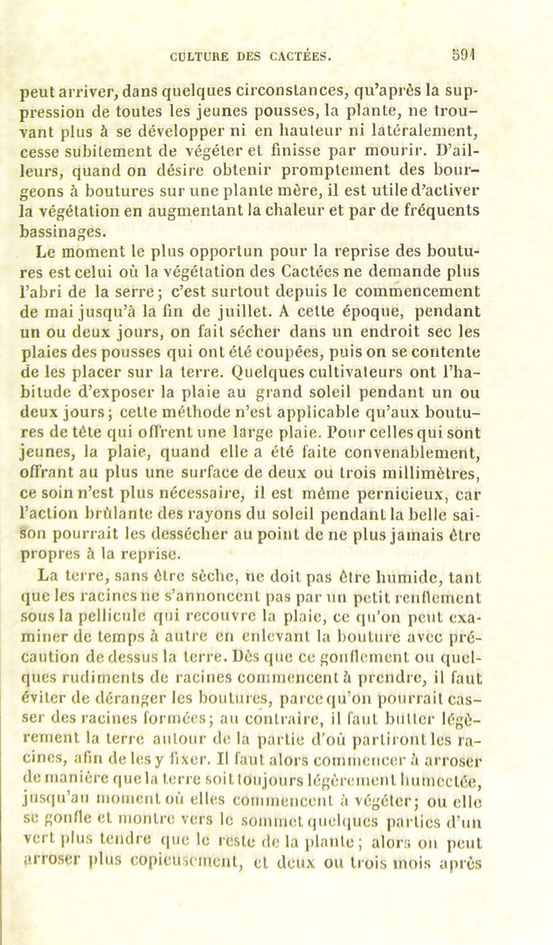 peut arriver, dans quelques circonstances, qu’après la sup- pression de toutes les jeunes pousses, la plante, ne trou- vant plus à se développer ni en hauteur ni latéralement, cesse subitement de végéter et finisse par mourir. D’ail- leurs, quand on désire obtenir promptement des bour- geons à boutures sur une plante mère, il est utile d’activer la végétation en augmentant la chaleur et par de fréquents bassinages. Le moment le plus opportun pour la reprise des boutu- res est celui où la végétation des Cactées ne demande plus l’abri de la serre; c’est surtout depuis le commencement de mai jusqu’à la fin de juillet. A cette époque, pendant un ou deux jours, on fait sécher dans un endroit sec les plaies des pousses qui ont été coupées, puis on se contente de les placer sur la terre. Quelques cultivateurs ont l’ha- bitude d’exposer la plaie au grand soleil pendant un ou deux jours ; cette méthode n’est applicable qu’aux boutu- res de tête qui ofïrentune large plaie. Pour celles qui sont jeunes, la plaie, quand elle a été faite convetiablement, offrant au plus une surface de deux ou trois millimètres, ce soin n’est plus nécessaire, il est même pernicieux, car l’action brûlante des rayons du soleil pendant la belle sai- son pourrait les dessécher au point de ne plus jamais être propres à la reprise. La terre, sans être sèche, ne doit pas être humide, tant que les racines ne s’annoncent pas par un petit renficment sous la pellicule qui recouvre la plaie, ce qu’on peut exa- miner de temps à autre en enlevant la bouture avec pré- caution de dessus la terre. Dès que ce gonllement ou quel- ques rudiments de racines commencent à prendre, il faut éviter de déranger les boutures, parce qu’on pourrait cas- ser des racines formées; au contraire, il faut butter légè- rement la terre autour de la partie d’où partiront les ra- cines, afin de les y fixer. Il faut alors commencer à arroser de manière que la terre soit toujours légèrement humectée, jusqu’au inoinentoù elles commencent à végéter; ou elle se gonfle et montre vers le sommet (juehjues parties d’un vert ]»lus tendre (pie le leste de la plante; aloi\s on peut arroser plus copieusement, et deux ou trois mois après