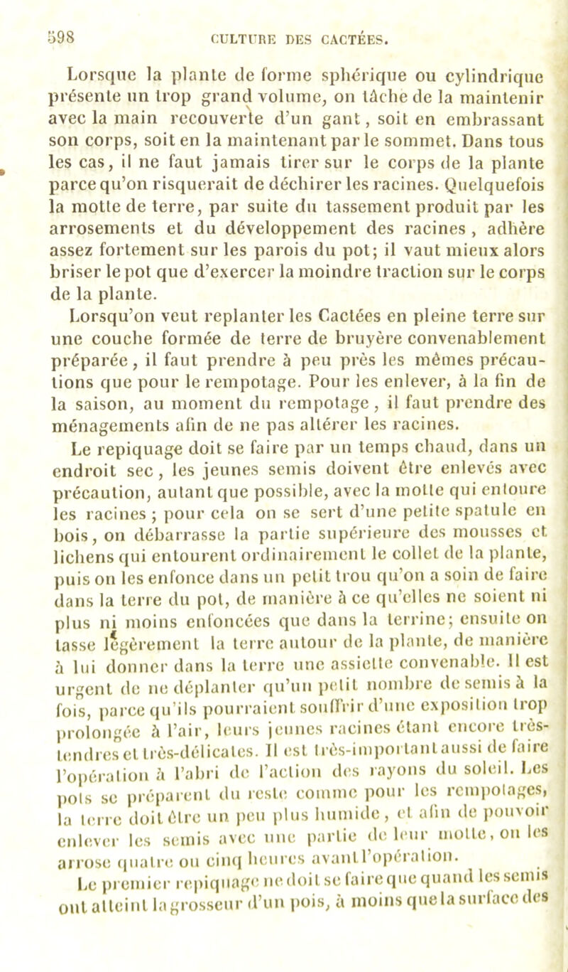 Lorsque la plante de forme sphérique ou cylindrique présente un trop grand volume, on tûclie de la maintenir avec la main recouverte d’un gant, soit en embrassant son corps, soit en la maintenant par le sommet. Dans tous les cas, il ne faut jamais tirer sur le corps de la plante parce qu’on riscjuerait de déchirer les racines. Quelquefois la motte de terre, par suite du tassement produit par les arrosements et du développement des racines , adhère assez fortement sur les parois du pot; il vaut mieux alors briser le pot que d’exercer la moindre traction sur le corps de la plante. Lorsqu’on veut replanter les Cactées en pleine terre sur une couche formée de terre de bruyère convenablement préparée, il faut prendre à peu près les mêmes précau- tions que pour le rempotage. Pour les enlever, à la fin de la saison, au moment du rempotage, il faut prendre des ménagements afin de ne pas altérer les racines. Le repiquage doit se faire par un temps chaud, dans un endroit sec, les jeunes semis doivent être enlevés avec précaution, autant que possible, avec la motte qui entoure les racines ; pour cela on se sert d’une petite spatule en bois, on débarrasse la partie supérieure des mousses et lichens qui entourent ordinairement le collet de la plante, puis on les enfonce dans un petit trou qu’on a soin de faire dans la terre du pot, de manière à ce qu’elles ne soient ni plus ni moins enfoncées que dans la terrine; ensuite on tasse légèrement la terre autour de la plante, de manière à lui donner dans la terre une assiette convenable. 11 est urgent de ne déplanter qu’un petit nombre de semis à la fois, parce qu’ils pourraient souflrir d’une exposition tiop j)rolongéc à l’air, leurs |(!unes racines étant cncoïc tics- letulrc.settrè.s-délicates. Il est lrè,s-impoi tantaussi de faire l’opération h l’abri de l’action des rayons du soleil. Les ])Ols SC préparent du reste comme pour les rempotages, la terre doit être un lieu plus humide, et afin de pouvoir enlever les semis avec une partie de leur motte, on les arrose ((uatre ou cim| heures avantl opération. Le premier nqiiqiiage ne doit se faire que quand les semis ont atteint la grosseur (l’un jiois, a moins que la surface des