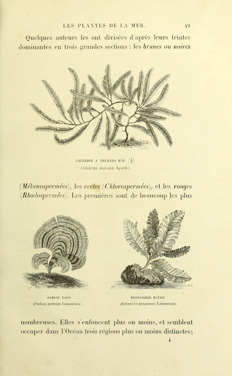 Quelques auteurs les ont divisées d’après leurs teintes dominantes en trois grandes sections : les brunes on noires CAULERPE A FEUILLES D’iF (-p) (Caulerpa taxi;olia Agardh). (Mélanospermées), les vertes (Chlorosperniées), et les rouges (Rhodospermées). Les premières sont de beaucoup les plus PA DINE PAON (Padina pavonia Lamouroux). DELESSÉIUE ROUGE tDelesseria sanguinea Lamouroux). nombreuses. Elles s’enfoncent plus ou moins, et semblent occuper dans l’Océan trois régions plus ou moins distinctes; 4