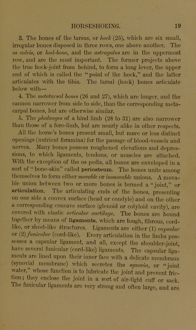 3. The bones of the tarsus, or hoch (25), which are six small, irregulär bones disposed in three rows, one above another. The OS calcis, or hed-bone, and the astragalus are in the uppermost row, and are the most important, The former projects above the true hock-joint from behind, to form a long lever, the upper end of which is called the “ point of the hock,” and the latter articulates with the tibia. The tarsal (hock) bones articulate below with— 4. The metatarsal bones (26 and 27), which are longer, and the cannon narrower from side to side, than the corresponding meta- carpal bones, but are otherwise similar, 5. The phalanges of a hind limb (28 to 31) are also narrower than those of a fore-limb, but are nearly alike in other respects. All the horse’s bones present small, but more or less distinct openings (nutrient foramina) for the passage of blood-vessels and nerves. Many bones possess roughened elevations and depres- sions, to which ligaments, tendons, or muscles are attached. With the exception of the os pedis, all bones are enveloped in a sort of “ bone-skin” called periosteum. The bones unite among themselves to form either movable or immovable unions. A mova- ble Union between two or more bones is terrned a “ joint,” or articulation. The articulating ends of the bones, presenting on one side a convex surface (head or condyle) and on the other a corresponding concave surface (glenoid or cotyloid cavity), are covered with elastic articular cartilage. The bones are bound together by means of lig-aments, which are tough, fibrous, cord- like, or sheet-like structures. Ligaments are either (1) capsular or {2)funieidar (cord-like). Every articulation in the limbs pos- sesses a capsular ligament, and all, except the shoulder-joint, have several funicular (cord-like) ligaments. The capsular liga- ments are lined upon their inner face with a delicate membrane (synovial membrane) which secretes the synovia, or “joint water, whose function is to lubricate the joint and prevent fric- tion; they enclose the joint in a sort of air-tight cuff or sack. The funicular ligaments are very strong and often large, and are