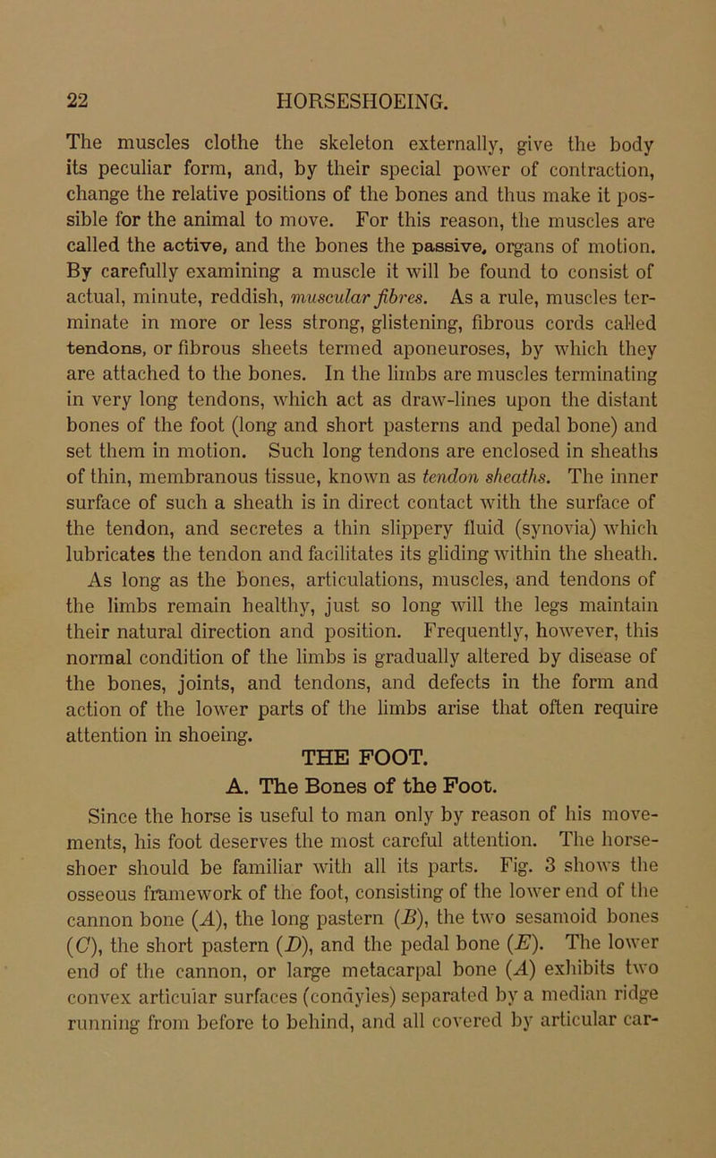 The muscles clothe the skeleton externally, give the body its peculiar form, and, by their special power of conlraction, change the relative positions of the bones and thus make it pos- sible for the animal to move. For this reason, the muscles are called the active, and the bones the passive, organs of motion. By carefully examining a muscle it will be found to consist of actual, minute, reddish, muscular fibres. As a rule, muscles ter- minate in more or less strong, glistening, fibrous cords called tendons, or fibrous sheets termed aponeuroses, by which they are attached to the bones. In the limbs are muscles terminating in very long tendons, which act as draw-lines upon the distant bones of the foot (long and short pasterns and pedal bone) and set them in motion. Such long tendons are enclosed in sheaths of thin, membranous tissue, known as iendon sheaths. The inner surface of such a sheath is in direct contact with the surface of the tendon, and secretes a thin slippery fluid (synovia) which lubricates the tendon and facilitates its gliding within the sheath. As long as the bones, articulations, muscles, and tendons of the limbs remain healthy, just so long will the legs maintain their natural direction and position. Frequently, however, this normal condition of the limbs is gradually altered by disease of the bones, joints, and tendons, and defects in the form and action of the lower parts of the limbs arise that often require attention in shoeing. THE FOOT. A. The Bones of the Foot. Since the horse is useful to man only by reason of his move- ments, his foot deserves the most carcful attention. The horse- shoer should be familiär with all its parts. Fig. 3 shows the osseous framework of the foot, consisting of the lower end of the cannon bone (J.), the long pastern (B), the two sesamoid bones (0), the short pastern (D), and the pedal bone (E). The lower end of the cannon, or large metacarpal bone (A) exhibits two convex articuiar surfaces (condyies) separated by a median ridge running from before to behind, and all covered by articuiar car-
