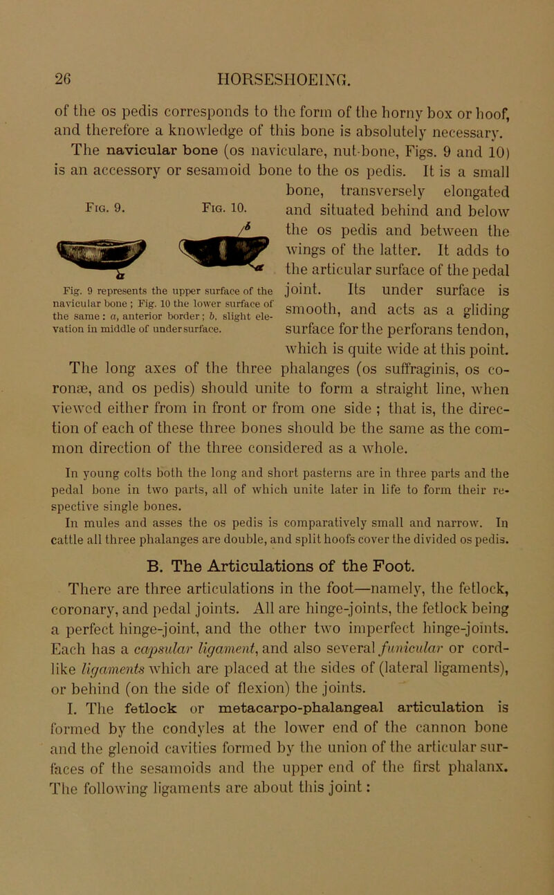 of the OS pedis corresponds to tho form of tlie horny box or hoof, and therefore a knowledge of this bone is absolutely necessary. The navicular bone (os naviculare, nut-bone, Figs. 9 and 10) is an accessory or sesamoid bone to the os pedis. It is a small bone, transversely elongated I’IG. 9. Fig. 10. and situated behind and below the OS pedis and between the Fig. 9 represents the upper surface of the joillt. Its Under SUrface is The long axes of the three phalanges (os sutfraginis, os co- ronte, and os pedis) should miite to form a straight line, when viewcd either from in front or from one side ; that is, the direc- tion of each of these three bones should be the same as the com- mon direction of the three considered as a whole. In young colts both the long and short pasterns are in three parts and the pedal bone in lwo parts, all of which unite later in life to form their re- spective single bones. In mules and asses the os pedis is comparatively small and narrow. In cattle all three phalanges are double, and split hoofs cover the divided os pedis. There are three articulations in the foot—namely, the fetlock, coronary, and pedal joints. All are hinge-joints, the fetlock being a perfect hinge-joint, and the other two imperfect hinge-joints. Each has a capsular %ajneaf, and also se\ev^\ funicular or cord- like Ugaments which are placed at the sides of (lateral ligaments), or behind (on the side of flexion) the joints. I. The fetlock or metacarpo-phalangeal articulation is formed by the condyles at the loAver end of the cannon bone and the glenoid cavities formed by the union of the articular sur- faces of the sesamoids and the upper end of the first phalanx. The following ligaments are about this joint: wings of the latter. It adds to the articular surface of the pedal smooth, and acts as a gliding surface for the perforans tendon, which is quite wide at this point. B. The Articulations of the Foot.