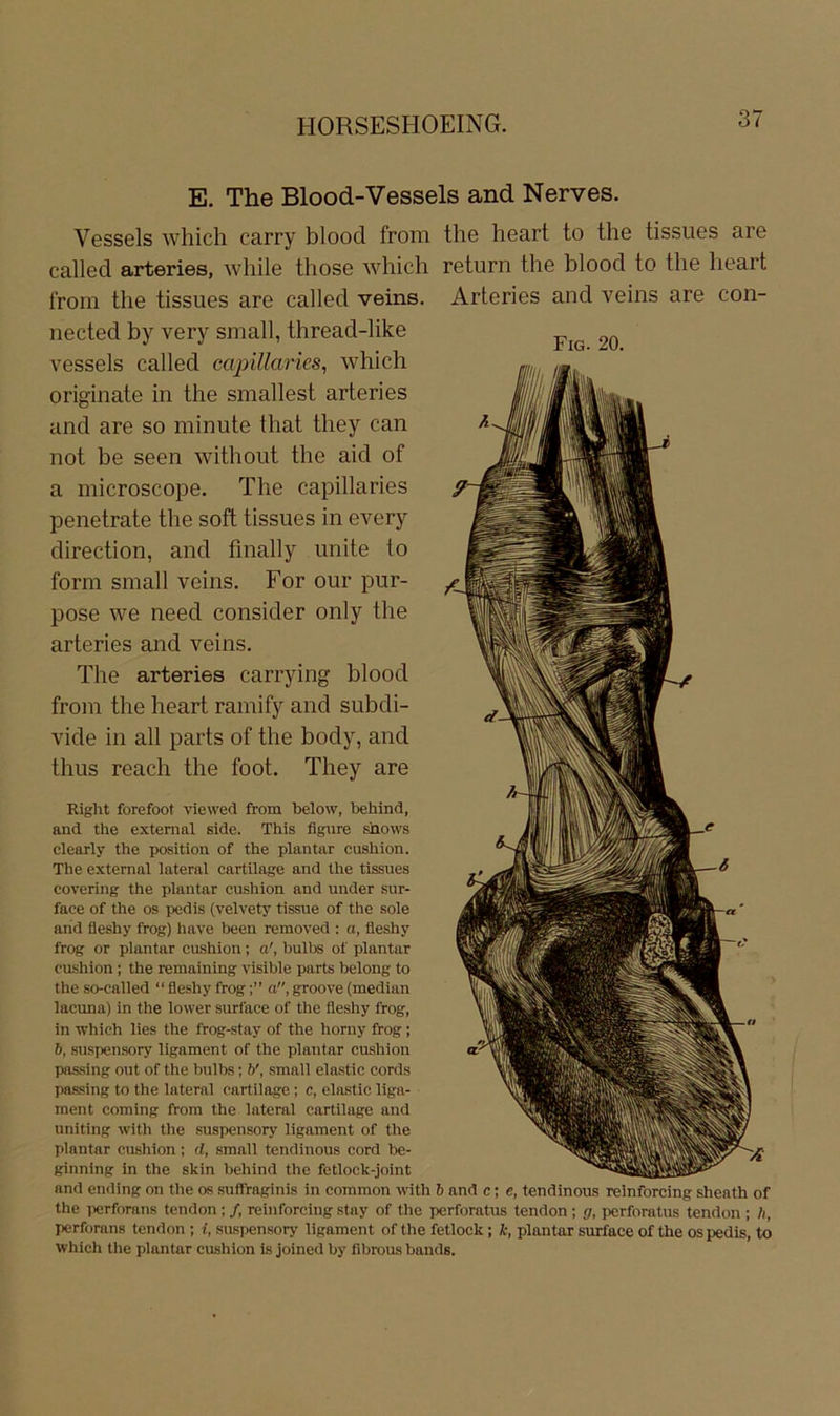 E. The Blood-Vessels and Nerves. Vessels which carry blood from the heart to the tissues are called arteries, wliile those Avhich return the blood to the heart from the tissues are called veins. Arteries and veins are con- Right forefoot viewed from below, behind, aud the extemal side. This flgure shows clearly the Position of the plantar cushion. The external lateral cartilage and the tissues covering the plantar cushion and under sur- face of the os pedis (velvety tissue of the sole arid fleshy frog) have been removed : a, fleshy frog or plantar cushion; a', bulbs of plantar cushion; the remaining visible parts belong to the so-called “ fleshy froga, groove (median lacuna) in the lower surface of the fleshy frog, in which lies the frog-stay of the horny frog; h, susi)ensory ligament of the plantar cushion passing out of the bulbs; small elastic cords passing to the lateral cartilage ; c, elastic liga- ment Corning from the lateral cartilage and uniting with the suspensory ligament of the plantar cushion; d, small tendinous cord be- ginnlng in the skin behind the fetlock-joint and endlng on the os suflTraginis in common with h and c; e, tendinous reinforcing shenth of the iierforans tendon ; /, reinforcing stay of the perforatus tendon ; g, perforatus tendon ; h, perforans tendon ; i, suspensory ligament of the fetlock; k, plantar surface of the os pedis, to which the plantar cushion is joined by flbrous bands. iiected by very small, threacl-like vessels called ccqnllaries, which originate in the smallest arteries and are so minute that ttiey can not be seen without the aid of a microscope. The capillaries penetrate the soft tissues in every direction, and finally unite to form small veins. For our pur- pose we need consider only the arteries and veins. The arteries carrying blood from the heart ramify and subdi- vide in all parts of the body, and thus reach the foot. They are Fig. 20.