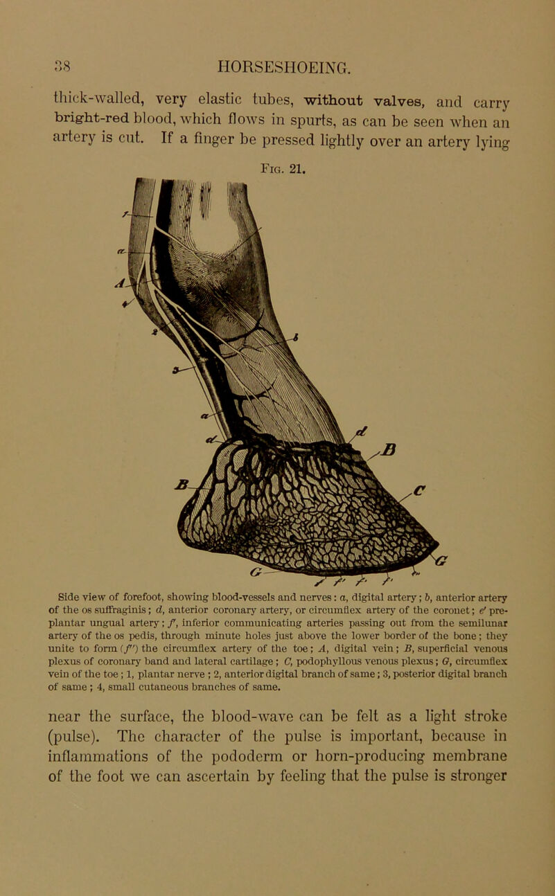 thick-walled, very elastic tubes, -without valves, and carry bright-red blood, which flows in spurts, as can be seen when an artery is cut. If a finger be pressed lightly over an artery lying Fig. 21. Side view of forefoot, showing blood-vessels and nerves: a, digital artery; b, anterior artery of the OS suffraginis; d, anterior coronary artery, or circumflex artery of the Coronet; ef pre- plantar ungual artery; /, inferior communicating arteries passing out from the semilunar artery of the os pedis, through minute holes just above the lower border of the bone; they unite to form (f) the circumflex artery of the toe; A, digital vein; B, superficial venous plexus of coronary band and lateral cartilage ; C, podophyllous venous plexus; O, circumflex vein of the toe; 1, plantar nerve ; 2, anterior digital branch of same; 3, posterior digital brauch of same; 4, small cutaneous branches of same. near the surface, the blood-wave can be feit as a light stroke (pulse), The character of the pulse is important, because in inflammations of the pododerm or horn-producing membrane of the foot we can ascertain by feeling that the pulse is stronger