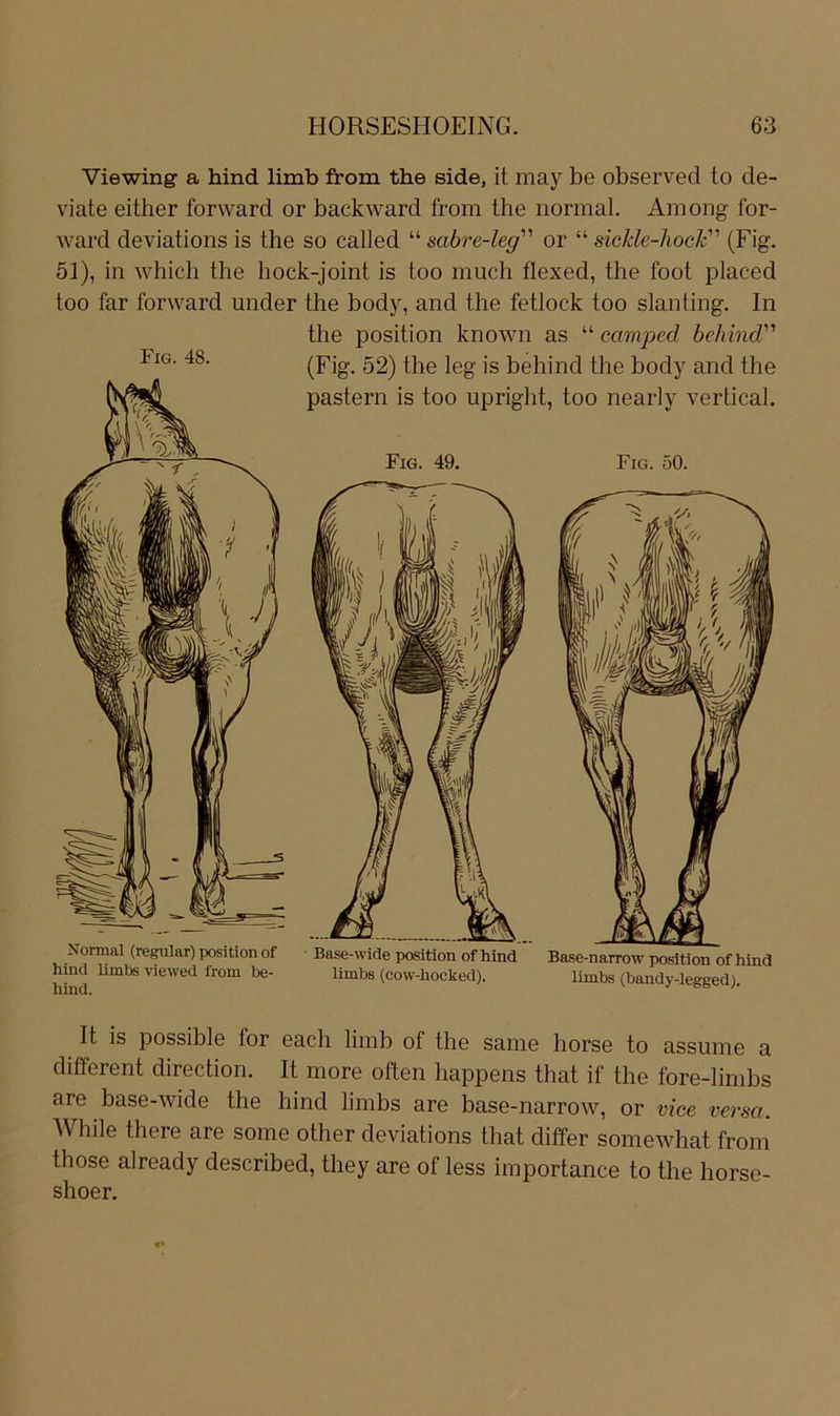 Viewing a hind limb from the side, it may be observed to de- viate either forward or backward from the normal. Among for- ward deviations is the so called “ mbre-leg''' or “ sickle-hock (Fig. 51), in which the hock-joint is too much flexed, the foot placed too far forward under the body, and the fetlock too slanting. In the Position known as “ ccmped beliind (Fig. 52) the leg is behind the body and the pastern is too upright, too nearly vertical. Fig. 50. Fig. 48. Normal (regulär) positlon of hind limbs viewed from be- hind. ■ Base-wide Position of hind limbs (covv-hocked). Base-narrow Position of hind limbs (bandy-legged). It is possible for each limb of the same horse to assume a different direction. It more often happens that if the fore-limbs are base-wide the hind limbs are base-narrow, or vice versa. While there are some other deviations that differ somewhat from those already described, they are of less importance to the horse- shoer.