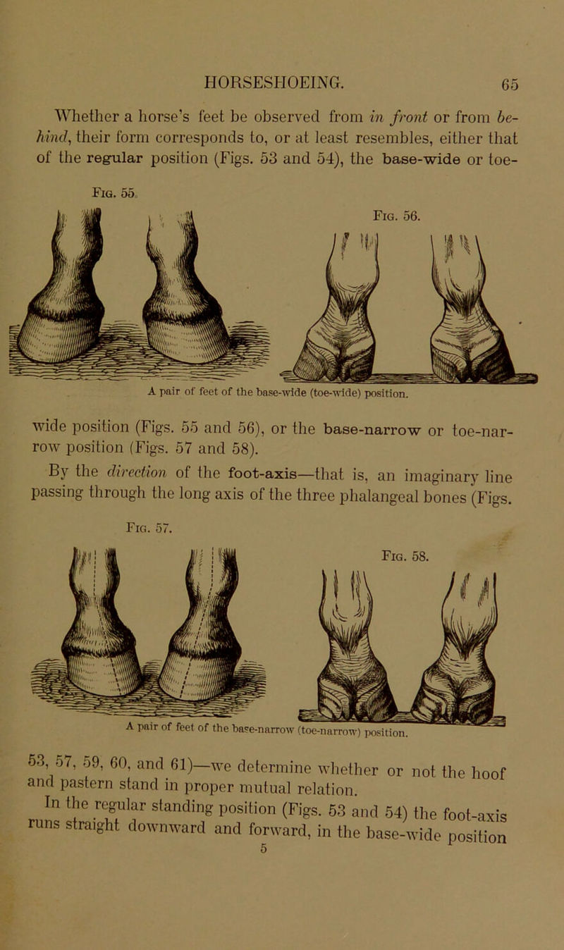Whether a liorse’s feet be observed from in front or from be- hind, their form corresponds to, or at least resembles, either that of the regulär position (Figs. 53 and 54), the base-wide or toe- Fiq. 55. A pair of feet of the base-^vide (toe-'ndde) Position. wide Position (Figs. 55 and 56), or the base-narrow or toe-nar- row Position (Figs. 57 and 58). By the direcüon of the foot-axis—that is, an imaginary line passing through the long axis of the three phalangeal bones (Figs. Fig. 57. 63, .57, .59, 60, and 61)—\ve delermine wliether or not the hoof and paslern stand in ijroper mutual relation. In the regulär standing position (Figs. 63 and 54) the foot-axis runs straight downward and forward, in the base-wide position 5
