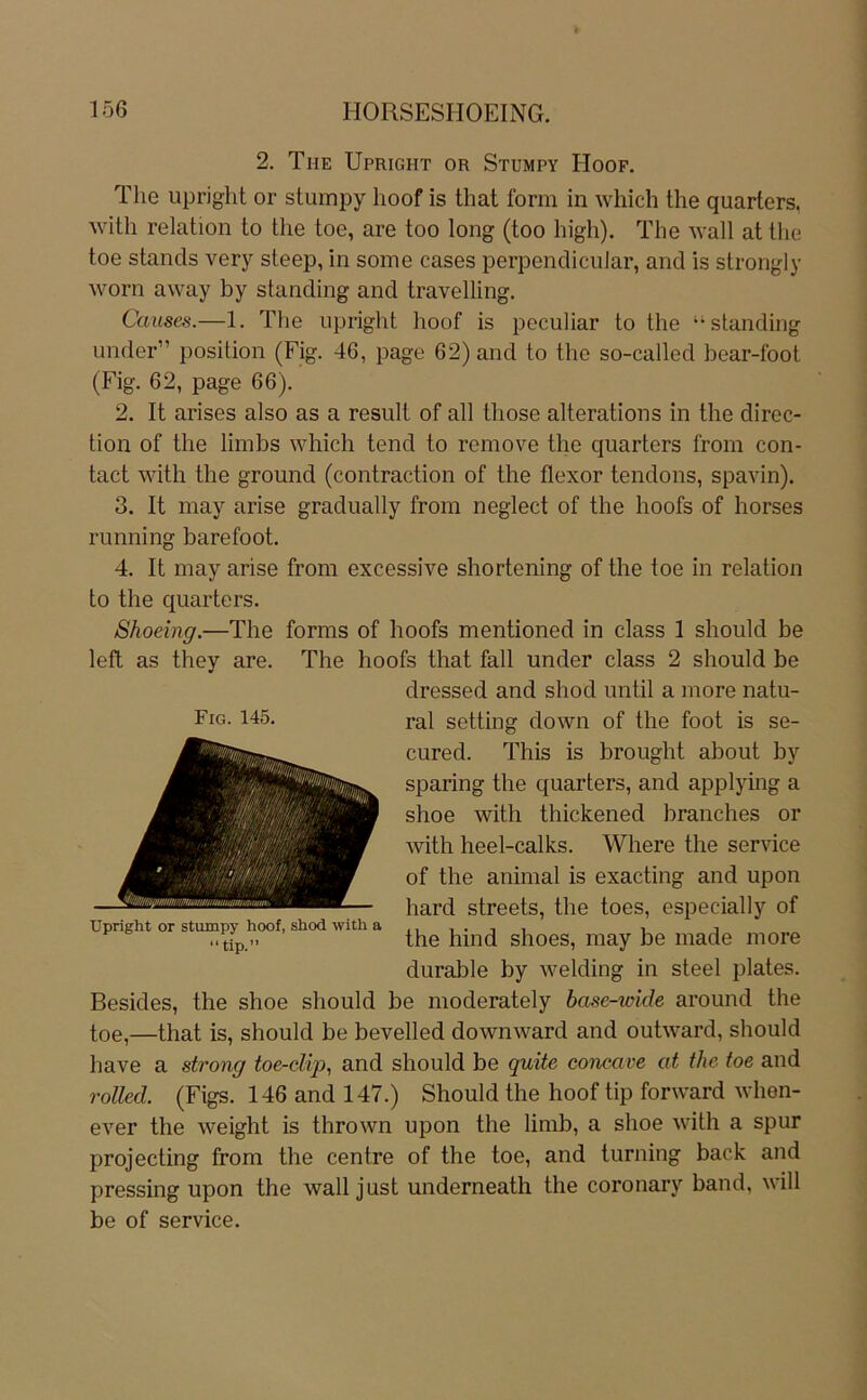 2. The Upright or Stumpy Hoof. The upright or stumpy hoof is that form in which the quarters. with relation to the toe, are too long (too high). The wall at the toe Stands very steep, in some cases perpendicular, and is strongly worn away by standing and travelling. Causes.—1. The upright hoof is peculiar to the “standing linder” position (Fig. 46, page 62) and to the so-called bear-foot (Fig. 62, page 66). 2. It arises also as a result of all those alterations in the direc- tion of the limbs which tend to remove the quarters from con- tact with the ground (contraction of the flexor tendons, spavin). 3. It may arise gradually from neglect of the hoofs of horses running barefoot. 4. It may arise from excessive shortening of the toe in relation to the c^uarters. Shoeing.—The forms of hoofs mentioned in dass 1 should be left as they are. The hoofs that fall under dass 2 should be dressed and shod until a more natu- Fig. 145. ral setting down of the foot is se- cured. This is brought about by sparing the quarters, and applying a shoe with thickened branches or with heel-calks. Where the Service of the animal is exacting and upon hard streets, the toes, especially of the hind shoes, may be made more durable by welding in steel plates. Besides, the shoe should be moderately base-wkle around the toe,—that is, should be bevelled downward and outward, should have a strong toe-dip, and should be quite concave at the toe and rolled. (Figs. 146 and 147.) Should the hoof tip forward when- ever the weight is thrown upon the limb, a shoe with a spur projecting from the centre of the toe, and turning back and pressing upon the wall just underneath the coronary band, will be of Service.