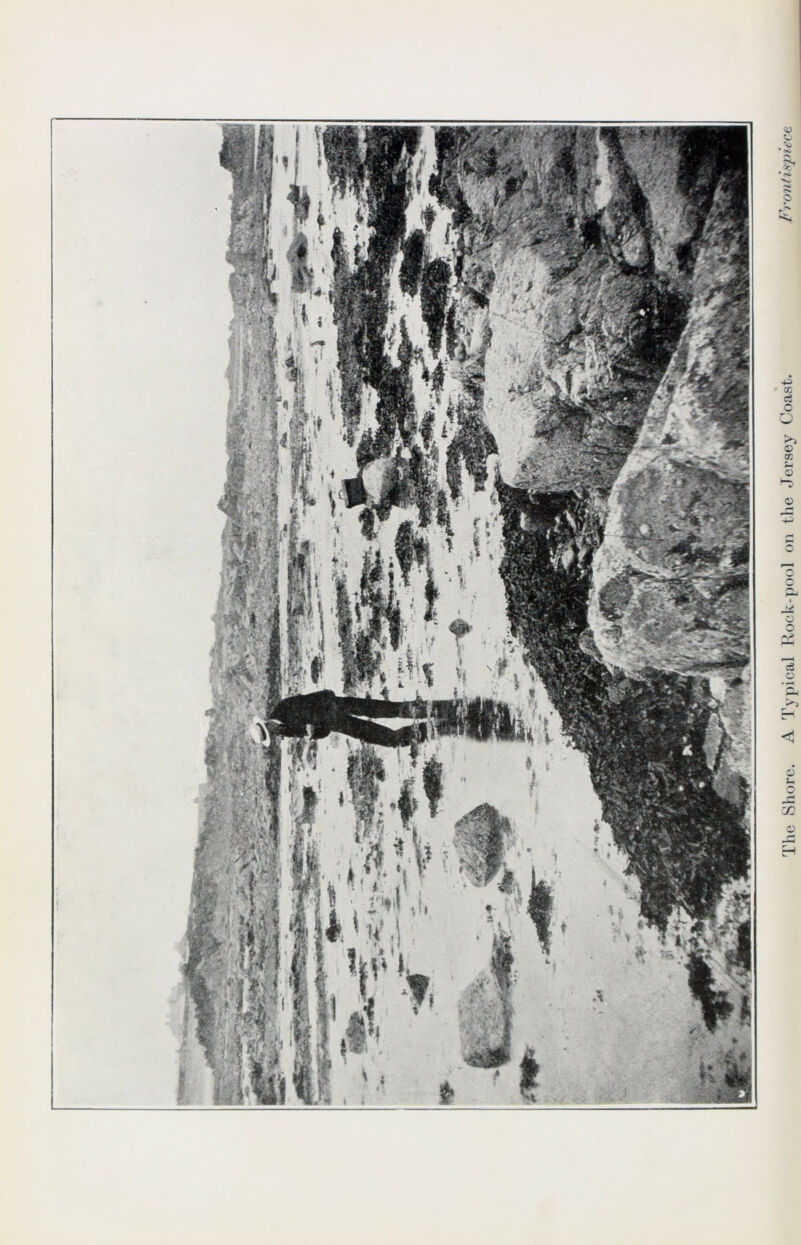 The Shore. A Typical Rock-pool on the Jersey Coast. Frontispiece