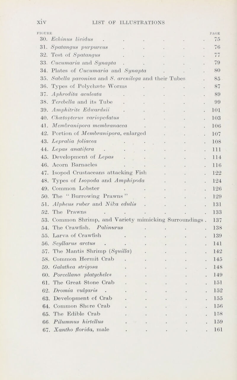 FIGURE PAGE 30. Echinus lividus . . . . . .75 31. Spatcmgus purpureus . . . . .76 32. Test of Spatangus . . . . .77 33. Cucumciria and Synapta . . . . .79 34. Plates of Cucumciria and Synapta . . .80 35. Sabellct pavonina and S. arenilega and their Tubes . 85 36. Types of Polychsete Worms . . . .87 37. Aphrodita aculeatci . . . . .89 38. Terebella and its Tube . . . . .99 39. Amphitrite Edwardsii . . . . .101 40. Chcetovterus variopedatus . . . .103 41. Membraniporci membranacea .... 106 42. Portion of Membranipora, enlarged . . . 107 43. Lepralia foliaceci . . . . .108 44. Lepas anatifera . . . . . .111 45. Development of Lepas . . . . .114 46. Acorn Barnacles . . . . .116 47. Isopod Crustaceans attacking Pish . . . 122 48. Types of Isopoda and Amphipoda . . .124 49. Common Lobster . . . . .126 50. The “ Burrowing Prawns ” . . . .129 51. Alpheus ruber and Nika edulis . . . .131 52. The Prawns . . . . . .133 53. Common Shrimp, and Variety mimicking Surroundings . 137 54. The Crawfish. Palinurus . . . .138 55. Larva of Crawfish . . . . .139 56. Scyllarus arctus . . . . . .141 57. The Mantis Shrimp (Squilla) .... 142 58. Common Hermit Crab . . . . .145 59. Galathea strigosa . . . . .148 60. Porcellana. platycheles . . . . .149 61. The Great Stone Crab . . . . .151 62. Dromia vulgaris . . . . . .152 63. Development of Crab . . . . .155 64. Common Shore Crab . . . . .156 65. The Edible Crab . . . . .158 66 Pilumnus hirtellus . . . . .159 67. Xantho florida, male . . . . .161