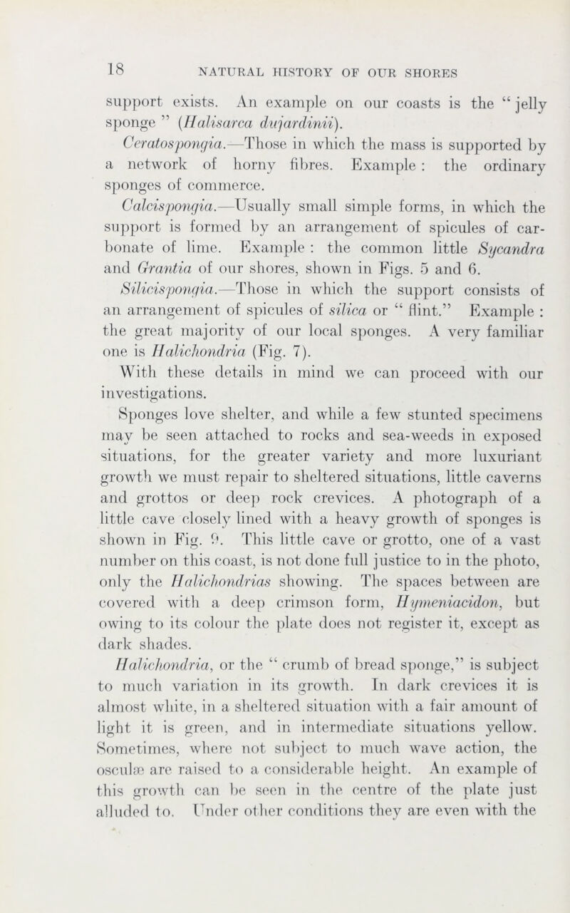 support exists. An example on our coasts is the “ jelly- sponge ” (Ilalisarca dujardinii). Ceratospongia.-—Those in which the mass is supported by a network of horny fibres. Example : the ordinary sponges of commerce. Calcispongia.—Usually small simple forms, in which the support is formed by an arrangement of spicules of car- bonate of lime. Example : the common little Sycandra and Grantia of our shores, shown in Eigs. 5 and 6. Silicispongia.—Those in which the support consists of an arrangement of spicules of silica or “ flint.” Example : the great majority of our local sponges. A very familiar one is Halickondria (Fig. 7). With these details in mind we can proceed with our investigations. Sponges love shelter, and while a few stunted specimens may be seen attached to rocks and sea-weeds in exposed situations, for the greater variety and more luxuriant growth we must repair to sheltered situations, little caverns and grottos or deep rock crevices. A photograph of a little cave closely lined with a heavy growth of sponges is shown in Fig. 9. This little cave or grotto, one of a vast number on this coast, is not done full justice to in the photo, only the Halichondrias showing. The spaces between are covered with a deep crimson form, Hymeniacidon, but owing to its colour the plate does not register it, except as dark shades. Halickondria, or the “ crumb of bread sponge,” is subject to much variation in its growth. In dark crevices it is almost white, in a sheltered situation with a fair amount of light it is green, and in intermediate situations yellow. Sometimes, where not subject to much wave action, the osculse are raised to a considerable height. An example of this growth can be seen in the centre of the plate just alluded to. Under other conditions they are even with the