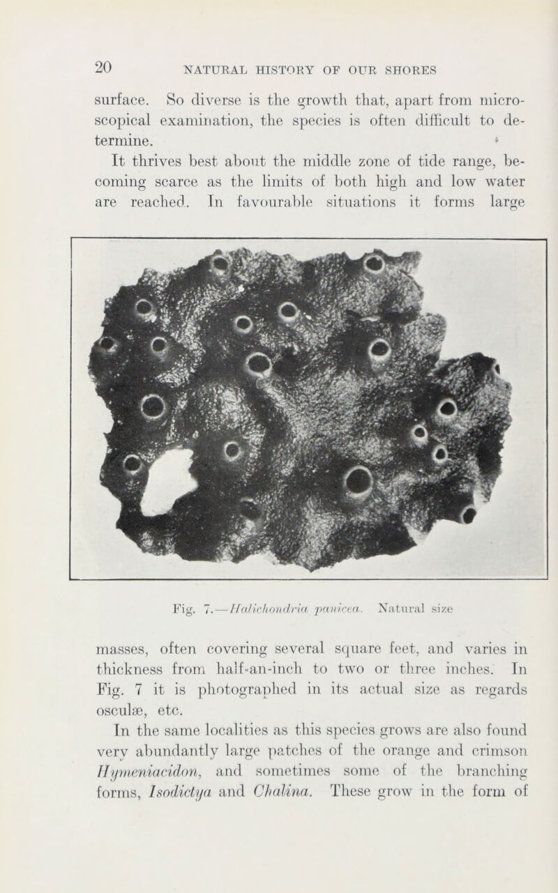 surface. So diverse is the growth that, apart from micro- scopical examination, the species is often difficult to de- termine. 4 It thrives best about the middle zone of tide range, be- coming scarce as the limits of both high and low water are reached. In favourable situations it forms large Fig. 7.—Halichondria panicea. Natural size masses, often covering several square feet, and varies in thickness from half-an-inch to two or three inches. In Fig. 7 it is photographed in its actual size as regards osculae, etc. In the same localities as this species grows are also found very abundantly large patches of the orange and crimson Hymeniacidon, and sometimes some of the branching forms, Isodictya and Chalina. These grow in the form of