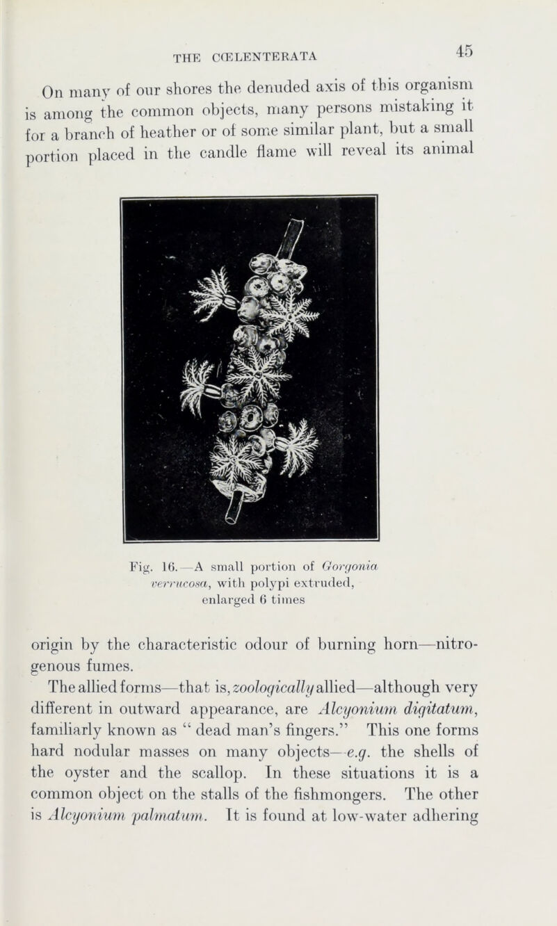 On many of our shores the denuded axis of this organism is among the common objects, many persons mistaking it for a branch of heather or of some similar plant, but a small portion placed in the candle flame will reveal its animal Fig. 16. A small portion of Oorgonia verrucosa, with polypi extruded, enlarged 6 times origin by the characteristic odour of burning horn—nitro- genous fumes. The allied forms—that is, zoologically allied—although very different in outward appearance, are Alcyonium digitatum, familiarly known as “ dead man’s fingers.” This one forms hard nodular masses on many objects— e.g. the shells of the oyster and the scallop. In these situations it is a common object on the stalls of the fishmongers. The other is Alcyonium palmatum. It is found at low-water adhering