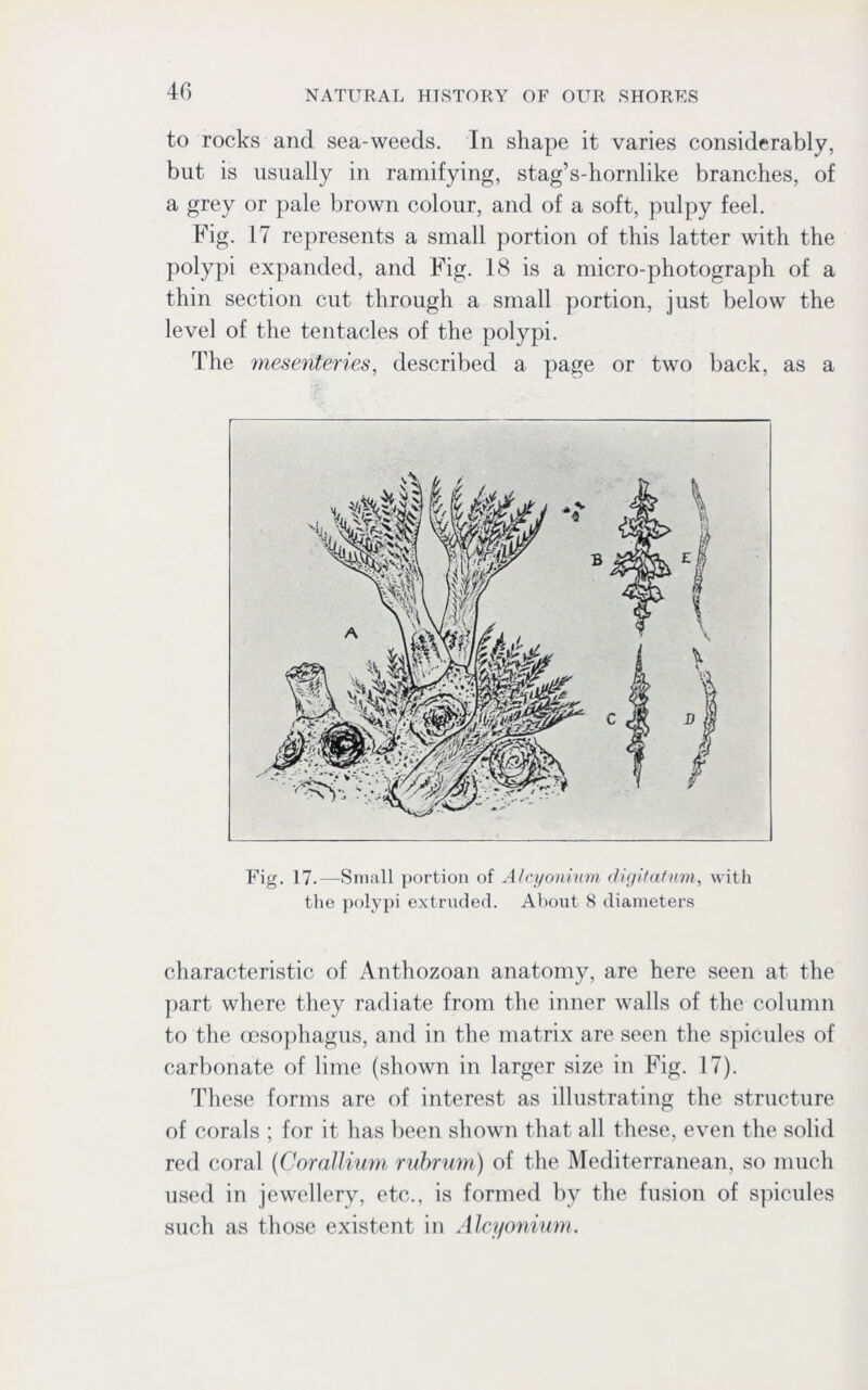 to rocks and sea-weeds. In shape it varies considerably, but is usually in ramifying, stag’s-hornlike branches, of a grey or pale brown colour, and of a soft, pulpy feel. Fig. 17 represents a small portion of this latter with the polypi expanded, and Fig. 18 is a micro-photograph of a thin section cut through a small portion, just below the level of the tentacles of the polypi. The mesenteries, described a page or two back, as a Fig. 17.—Small portion of Alcyonium digitatum, with the polypi extruded. About 8 diameters characteristic of Anthozoan anatomy, are here seen at the part where they radiate from the inner walls of the column to the oesophagus, and in the matrix are seen the spicules of carbonate of lime (shown in larger size in Fig. 17). These forms are of interest as illustrating the structure of corals ; for it has been shown that all these, even the solid red coral (Corallium rubrum) of the Mediterranean, so much used in jewellery, etc., is formed by the fusion of spicules such as those existent in Alcyonium.