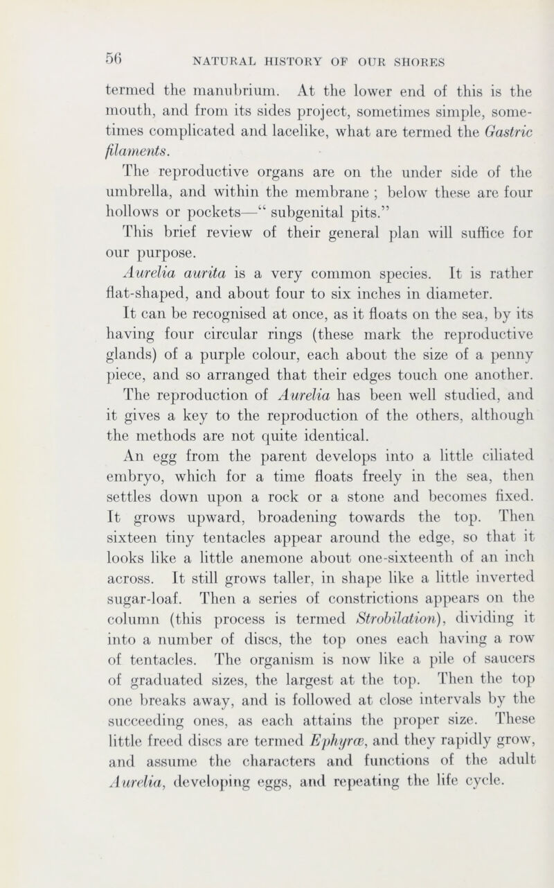 termed the manubrium. At the lower end of this is the mouth, and from its sides project, sometimes simple, some- times complicated and lacelike, what are termed the Gastric filaments. The reproductive organs are on the under side of the umbrella, and within the membrane ; below these are four hollows or pockets—“ subgenital pits.” This brief review of their general plan will suffice for our purpose. Aurelia aurita is a very common species. It is rather flat-shaped, and about four to six inches in diameter. It can be recognised at once, as it floats on the sea, by its having four circular rings (these mark the reproductive glands) of a purple colour, each about the size of a penny piece, and so arranged that their edges touch one another. The reproduction of Aurelia has been well studied, and it gives a key to the reproduction of the others, although the methods are not quite identical. An egg from the parent develops into a little ciliated embryo, which for a time floats freely in the sea, then settles down upon a rock or a stone and becomes fixed. It grows upward, broadening towards the top. Then sixteen tiny tentacles appear around the edge, so that it looks like a little anemone about one-sixteenth of an inch across. It still grows taller, in shape like a little inverted sugar-loaf. Then a series of constrictions appears on the column (this process is termed Strobilation), dividing it into a number of discs, the top ones each having a row of tentacles. The organism is now like a pile of saucers of graduated sizes, the largest at the top. Then the top one breaks away, and is followed at close intervals by the succeeding ones, as each attains the proper size. These little freed discs are termed Ephyrce, and they rapidly grow, and assume the characters and functions of the adult Aurelia, developing eggs, and repeating the life cycle.