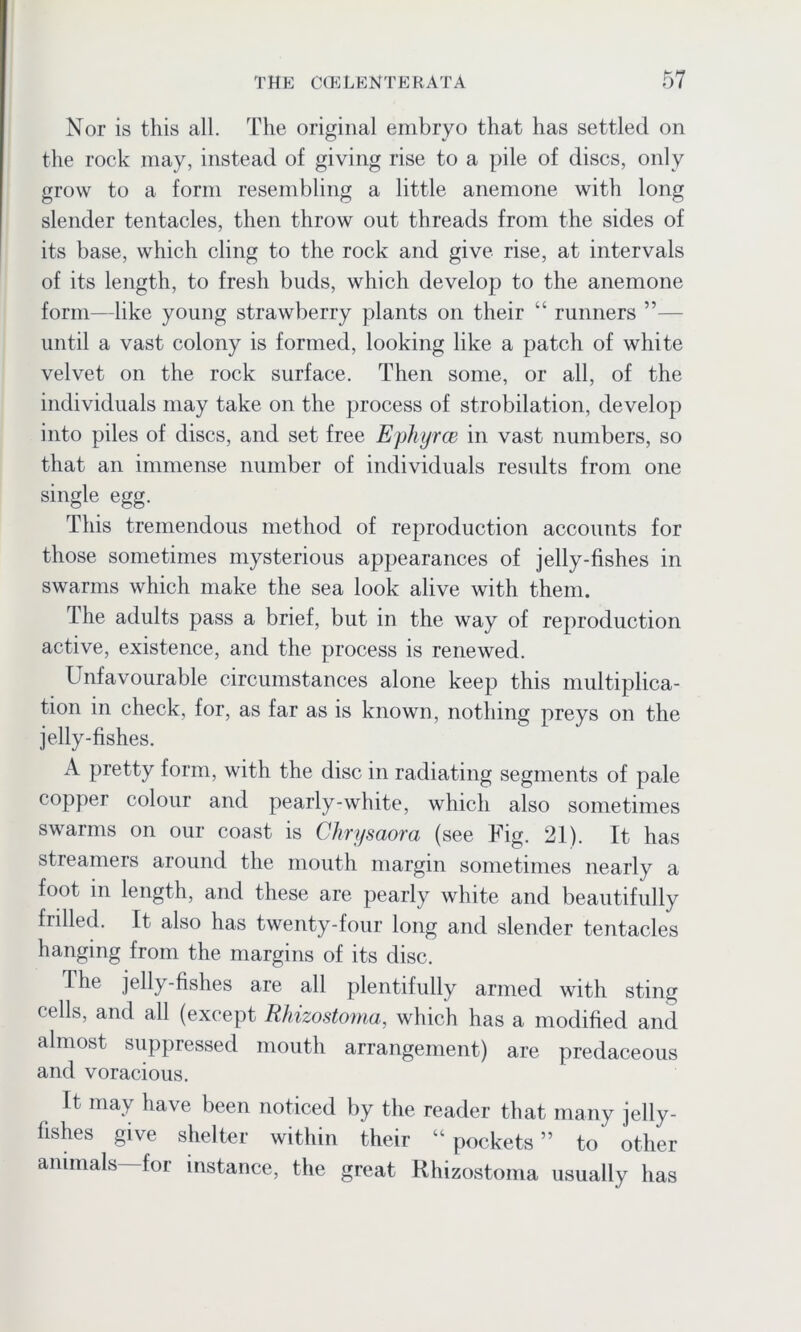 Nor is this all. The original embryo that has settled on the rock may, instead of giving rise to a pile of discs, only grow to a form resembling a little anemone with long slender tentacles, then throw out threads from the sides of its base, which cling to the rock and give rise, at intervals of its length, to fresh buds, which develop to the anemone form—like young strawberry plants on their “ runners ”— until a vast colony is formed, looking like a patch of white velvet on the rock surface. Then some, or all, of the individuals may take on the process of strobilation, develop into piles of discs, and set free Ephyrce in vast numbers, so that an immense number of individuals results from one single egg. This tremendous method of reproduction accounts for those sometimes mysterious appearances of jelly-fishes in swarms which make the sea look alive with them. The adults pass a brief, but in the way of reproduction active, existence, and the process is renewed. Unfavourable circumstances alone keep this multiplica- tion in check, for, as far as is known, nothing preys on the jelly-fishes. A pretty form, with the disc in radiating segments of pale copper colour and pearly-white, which also sometimes swarms on our coast is Chrysaora (see Fig. 21). It has streamers around the mouth margin sometimes nearly a foot in length, and these are pearly white and beautifully frilled. It also has twenty-four long and slender tentacles hanging from the margins of its disc. The jelly-fishes are all plentifully armed with sting cells, and all (except Rhizostoma, which has a modified and almost suppressed mouth arrangement) are predaceous and voracious. It may have been noticed by the reader that many jelly- fishes give shelter within their “ pockets ” to other animals for instance, the great Rhizostoma usually has