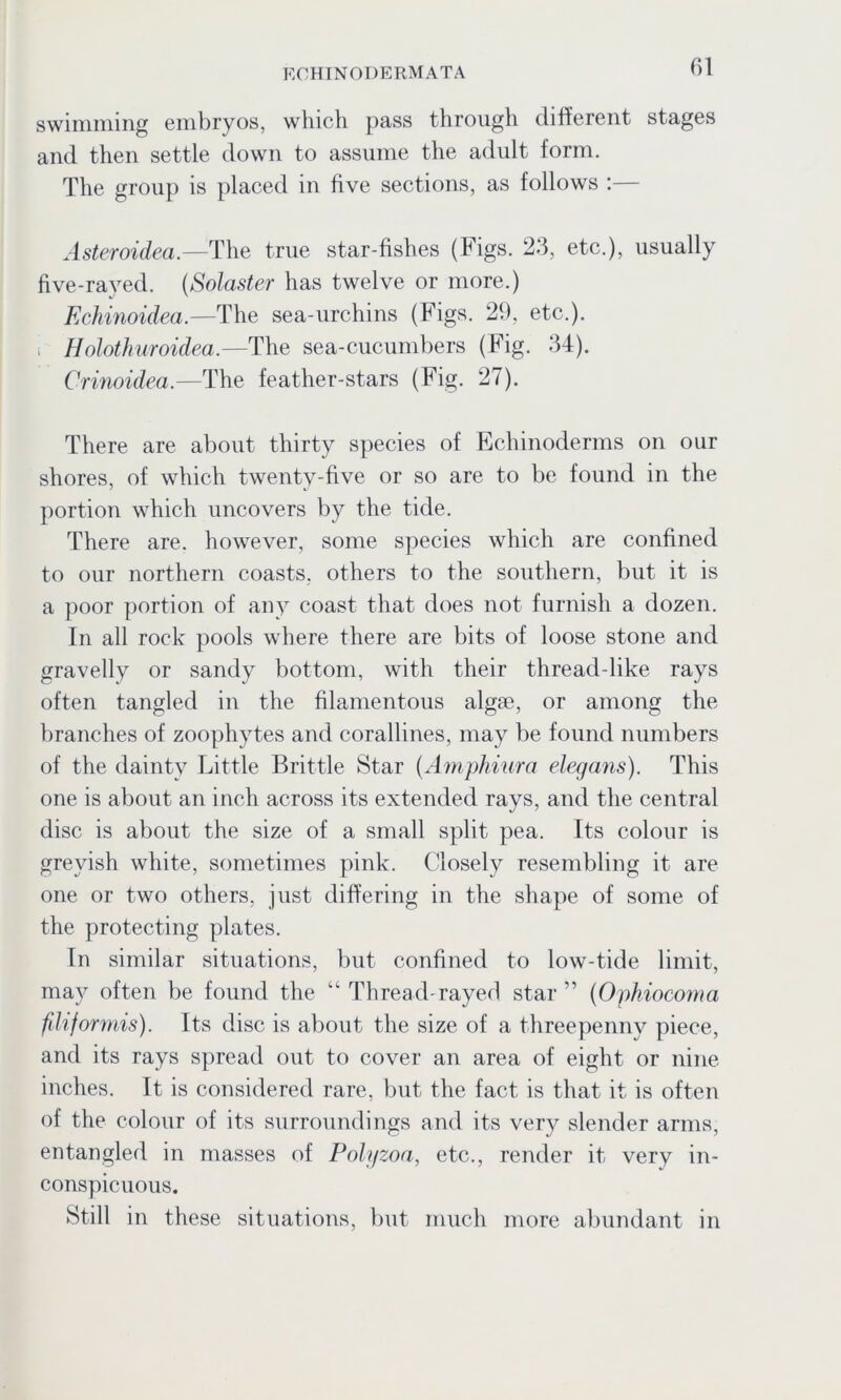 swimming embryos, which pass through different stages and then settle down to assume the adult form. The group is placed in five sections, as follows :— Asteroidea.—The true star-fishes (Figs. 23, etc.), usually five-rayed. (Solaster has twelve or more.) Echinoidea.—The sea-urchins (Figs. 29, etc.). ; Holothuroidea.—The sea-cucumbers (Fig. 34). Crinoidea.—The feather-stars (Fig. 27). There are about thirty species of Echinoderms on our shores, of which twenty-five or so are to be found in the portion which uncovers by the tide. There are. however, some species which are confined to our northern coasts, others to the southern, but it is a poor portion of any coast that does not furnish a dozen. In all rock pools where there are bits of loose stone and gravelly or sandy bottom, with their thread-like rays often tangled in the filamentous algae, or among the branches of zoophytes and corallines, may be found numbers of the dainty Little Brittle Star (Amphiura elegans). This one is about an inch across its extended rays, and the central disc is about the size of a small split pea. Its colour is greyish white, sometimes pink. Closely resembling it are one or two others, just differing in the shape of some of the protecting plates. In similar situations, but confined to low-tide limit, may often be found the “ Thread-rayed star” (Oyhiocomci fdiformis). Its disc is about the size of a threepenny piece, and its rays spread out to cover an area of eight or nine inches. It is considered rare, but the fact is that it is often of the colour of its surroundings and its very slender arms, entangled in masses of Polyzoa, etc., render it very in- conspicuous. Still in these situations, but much more abundant in