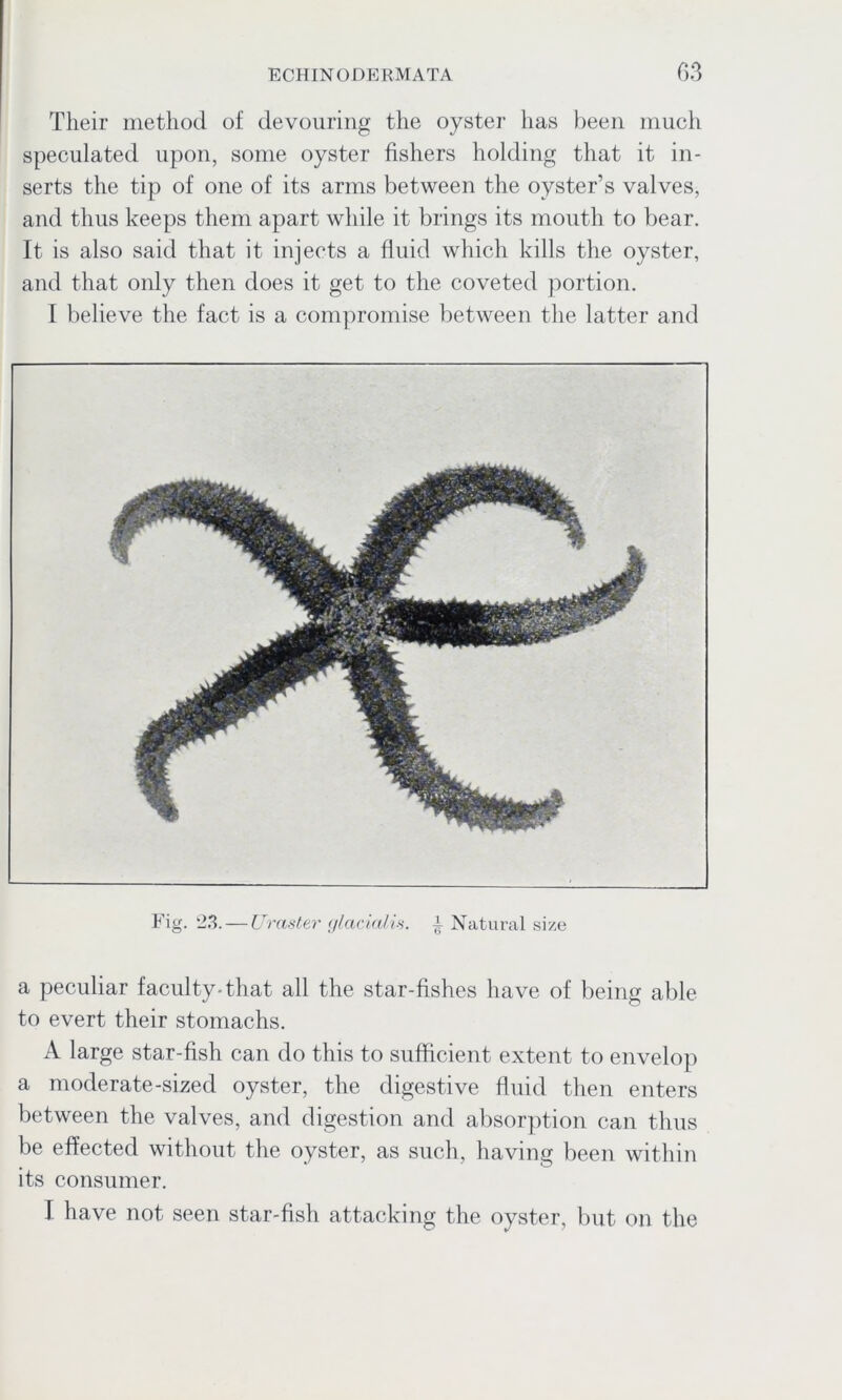 Their method of devouring the oyster has been much speculated upon, some oyster fishers holding that it in- serts the tip of one of its arms between the oyster’s valves, and thus keeps them apart while it brings its mouth to bear. It is also said that it injects a fluid which kills the oyster, and that only then does it get to the coveted portion. I believe the fact is a compromise between the latter and Fig. 23. — Uraster glacialis. i Natural size a peculiar faculty-that all the star-fishes have of being able to evert their stomachs. A large star-fish can do this to sufficient extent to envelop a moderate-sized oyster, the digestive fluid then enters between the valves, and digestion and absorption can thus be effected without the oyster, as such, having been within its consumer. I have not seen star-fish attacking the oyster, but on the