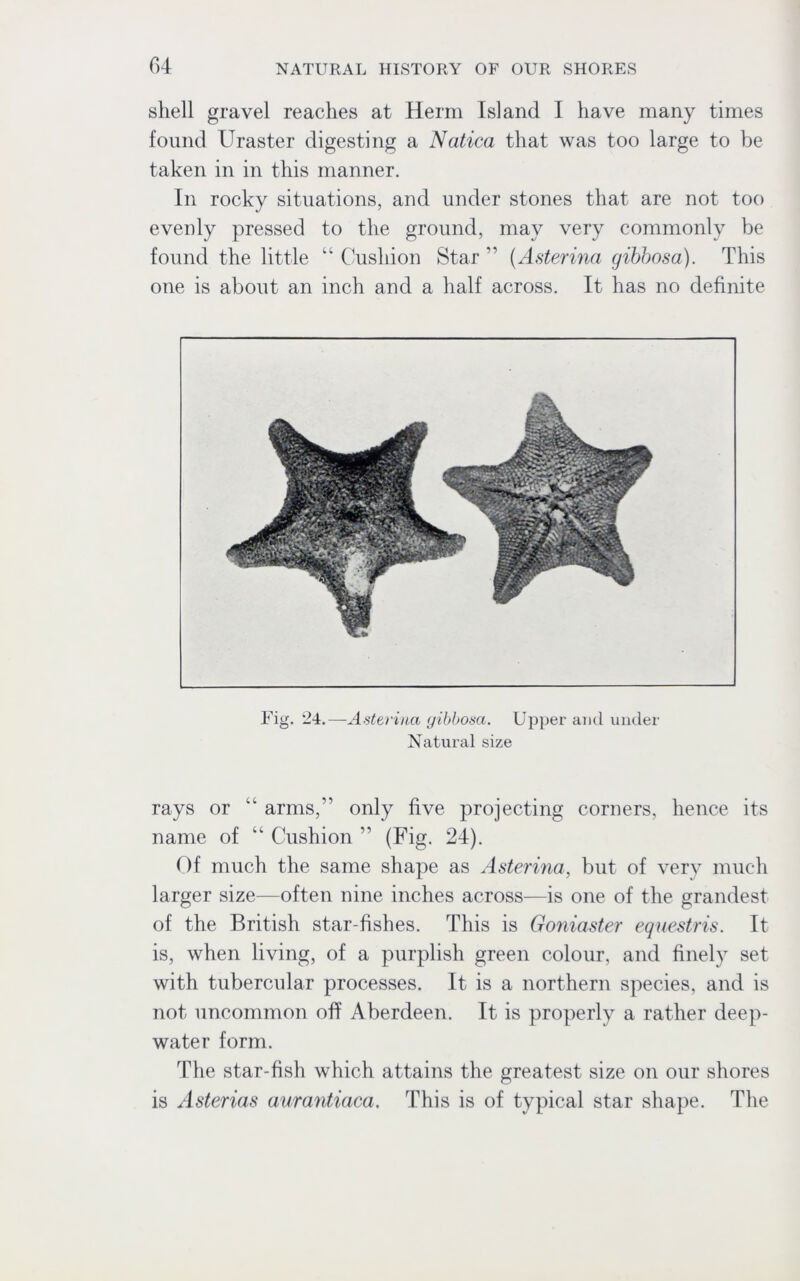 shell gravel reaches at Herm Island I have many times found Uraster digesting a Natica that was too large to be taken in in this manner. In rocky situations, and under stones that are not too evenly pressed to the ground, may very commonly be found the little “ Cushion Star ” (Asterina gibbosa). This one is about an inch and a half across. It has no definite Fig. 24.—Asterina gibbosa. Upper and under Natural size rays or “ arms,” only five projecting corners, hence its name of “ Cushion ” (Fig. 24). Of much the same shape as Asterina, but of very much larger size—often nine inches across—is one of the grandest of the British star-fishes. This is Goniaster equestris. It is, when living, of a purplish green colour, and finely set with tubercular processes. It is a northern species, and is not uncommon off Aberdeen. It is properly a rather deep- water form. The star-fish which attains the greatest size on our shores is Asterias aurantiaca. This is of typical star shape. The