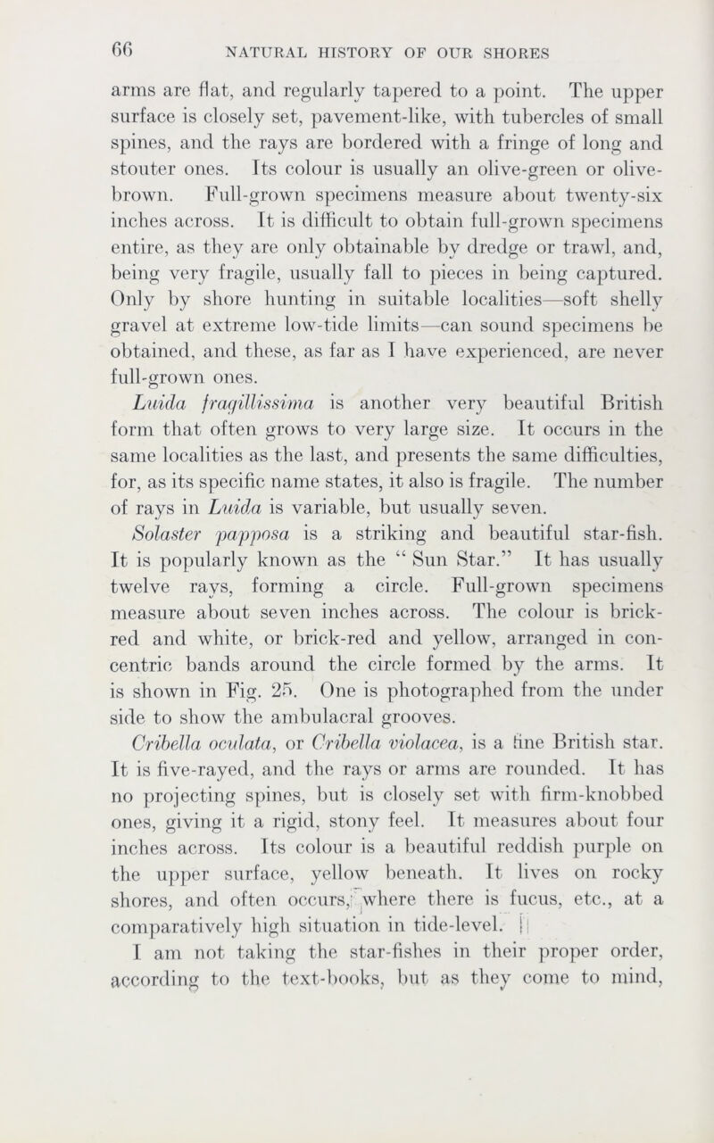 arms are flat, and regularly tapered to a point. The upper surface is closely set, pavement-like, with tubercles of small spines, and the rays are bordered with a fringe of long and stouter ones. Its colour is usually an olive-green or olive- brown. Full-grown specimens measure about twenty-six inches across. It is difficult to obtain full-grown specimens entire, as they are only obtainable by dredge or trawl, and, being very fragile, usually fall to pieces in being captured. Only by shore hunting in suitable localities—soft shelly gravel at extreme low-tide limits—can sound specimens be obtained, and these, as far as I have experienced, are never full-grown ones. Luida fragillissima is another very beautiful British form that often grows to very large size. It occurs in the same localities as the last, and presents the same difficulties, for, as its specific name states, it also is fragile. The number of rays in Luida is variable, but usually seven. Solaster papposa is a striking and beautiful star-fish. It is popularly known as the “ Sun Star.” It has usually twelve rays, forming a circle. Full-grown specimens measure about seven inches across. The colour is brick- red and white, or brick-red and yellow, arranged in con- centric bands around the circle formed by the arms. It is shown in Fig. 25. One is photographed from the under side to show the ambulacral grooves. Cribella oculata, or Cribella violacea, is a hue British star. It is five-rayed, and the rays or arms are rounded. It has no projecting spines, but is closely set with firm-knobbed ones, giving it a rigid, stony feel. It measures about four inches across. Its colour is a beautiful reddish purple on the upper surface, yellow beneath. It lives on rocky shores, and often occurs, where there is fucus, etc., at a comparatively high situation in tide-level, fj I am not taking the star-fishes in their proper order, according to the text-books, but as they come to mind,