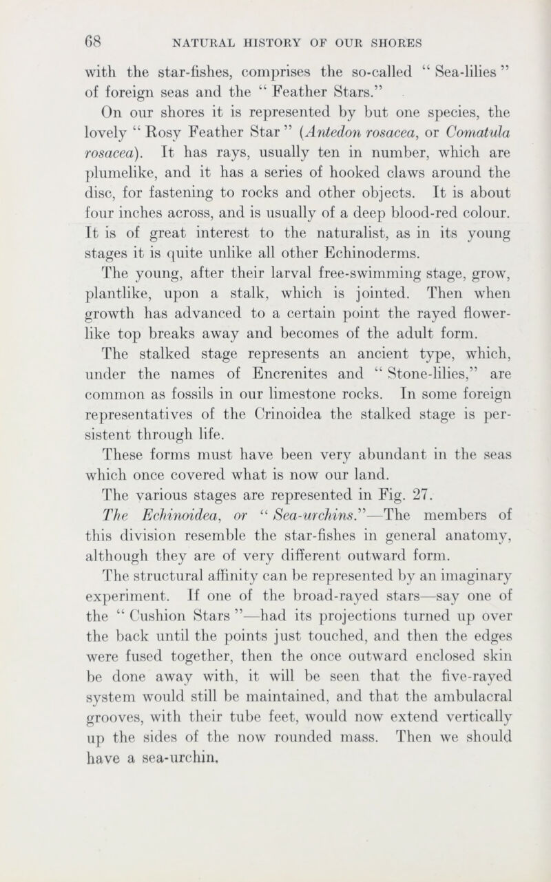 with the star-fishes, comprises the so-called “ Sea-lilies ” of foreign seas and the Feather Stars.” On onr shores it is represented by but one species, the lovely “ Rosy Feather Star ” (Antedon rosacea, or Comatula rosacea). It has rays, usually ten in number, which are plumelike, and it has a series of hooked claws around the disc, for fastening to rocks and other objects. It is about four inches across, and is usually of a deep blood-red colour. It is of great interest to the naturalist, as in its young stages it is quite unlike all other Echinoderms. The young, after their larval free-swimming stage, grow, plantlike, upon a stalk, which is jointed. Then when growth has advanced to a certain point the rayed flower- like top breaks away and becomes of the adult form. The stalked stage represents an ancient type, which, under the names of Encrenites and “ Stone-lilies,” are common as fossils in our limestone rocks. In some foreign representatives of the Crinoidea the stalked stage is per- sistent through life. These forms must have been very abundant in the seas which once covered what is now our land. The various stages are represented in Fig. 27. The Echinoidea, or “ Sea-urchins.”—The members of this division resemble the star-fishes in general anatomy, although they are of very different outward form. The structural affinity can be represented by an imaginary experiment. If one of the broad-rayed stars—say one of the “ Cushion Stars ”—had its projections turned up over the back until the points just touched, and then the edges were fused together, then the once outward enclosed skin be done away with, it will be seen that the five-rayed system would still be maintained, and that the ambulacra] grooves, with their tube feet, would now extend vertically up the sides of the now rounded mass. Then we should have a sea-urchin.