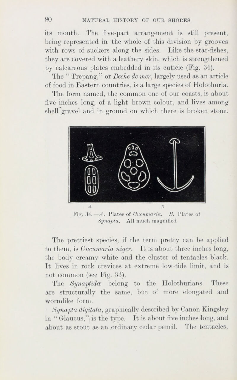 its mouth. The five-part arrangement is still present, being represented in the whole of this division by grooves with rows of suckers along the sides. Like the star-fishes, they are covered with a leathery skin, which is strengthened by calcareous plates embedded in its cuticle (Fig. 34). The “ Trepang,1'’ or Beche de mer, largely used as an article of food in Eastern countries, is a large species of Holothuria. The form named, the common one of our coasts, is about five inches long, of a light brown colour, and lives among shell gravel and in ground on which there is broken stone. A B Fig. 34.—A. Plates of Cucumaria. B. Plates of Synapta. All much magnified The prettiest species, if the term pretty can be applied to them, is Cucumaria niqer. It is about three inches long, the body creamy white and the cluster of tentacles black. It lives in rock crevices at extreme low-tide limit, and is not common (see Fig. 33). The Synaptidce belong to the Holothurians. These are structurally the same, but of more elongated and worm like form. Synapta digitata, graphically described by Canon Kingsley in “ Glaucus,” is the type. It is about five inches long, and about as stout as an ordinary cedar pencil. The tentacles,