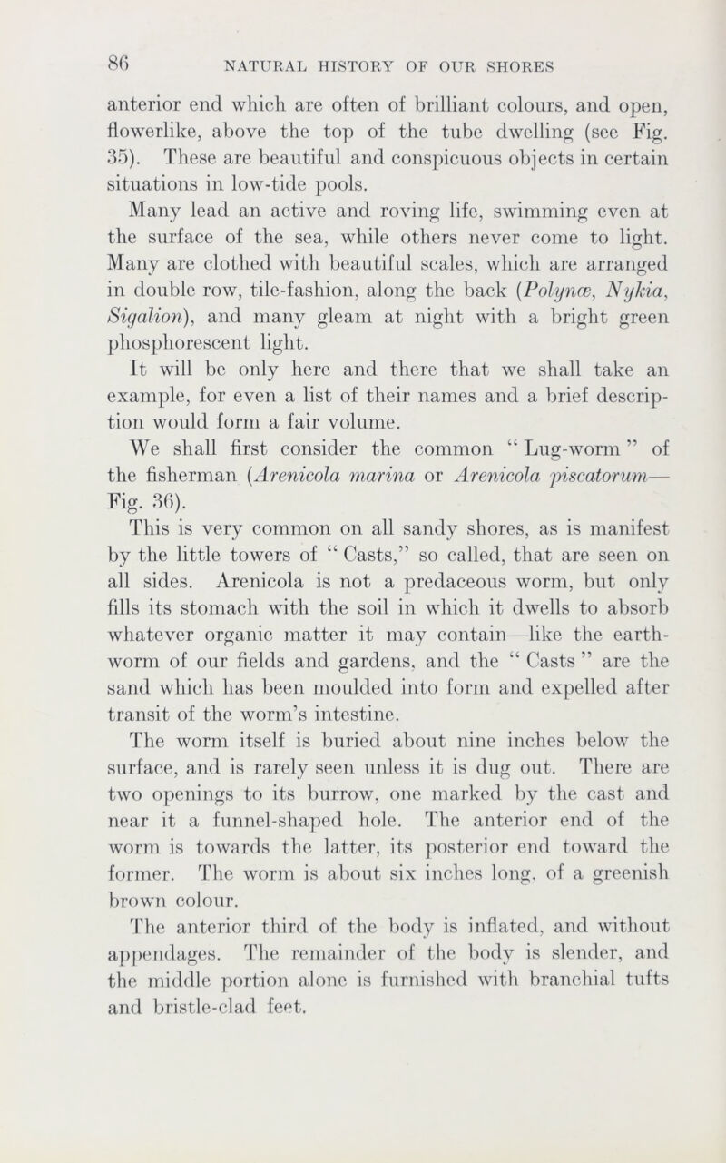 anterior end which are often of brilliant colours, and open, flowerlike, above the top of the tube dwelling (see Fig. 35). These are beautiful and conspicuous objects in certain situations in low-tide pools. Many lead an active and roving life, swimming even at the surface of the sea, while others never come to light. Many are clothed with beautiful scales, which are arranged in double row, tile-fashion, along the back (Polynce, Nykia, Sicjalion), and many gleam at night with a bright green phosphorescent light. It will be only here and there that we shall take an example, for even a list of their names and a brief descrip- tion would form a fair volume. We shall first consider the common “ Lug-worm ” of the fisherman (Arenicola marina or Arenicola piscatorum— Fig. 36). This is very common on all sandy shores, as is manifest by the little towers of “ Casts,” so called, that are seen on all sides. Arenicola is not a predaceous worm, but only fdls its stomach with the soil in which it dwells to absorb whatever organic matter it may contain—like the earth- worm of our fields and gardens, and the “ Casts ” are the sand which has been moulded into form and expelled after transit of the worm’s intestine. The worm itself is buried about nine inches below the surface, and is rarely seen unless it is dug out. There are two openings to its burrow, one marked by the cast and near it a funnel-shaped hole. The anterior end of the worm is towards the latter, its posterior end toward the former. The worm is about six inches long, of a greenish brown colour. The anterior third of the body is inflated, and without appendages. The remainder of the body is slender, and the middle portion alone is furnished with branchial tufts and bristle-clad feet.