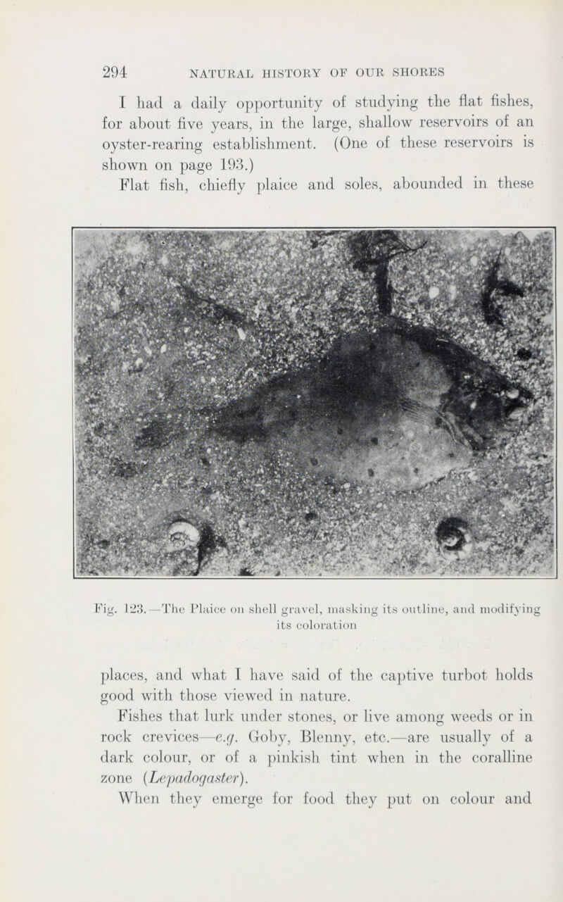 I had a daily opportunity of studying the flat fishes, for about five years, in the large, shallow reservoirs of an oyster-rearing establishment. (One of these reservoirs is shown on page 193.) Flat fish, chiefly plaice and soles, abounded in these Fi<'. ©‘ 123.—The Plaice on shell gravel, masking its outline, and modifying its coloration places, and what I have said of the captive turbot holds good with those viewed in nature. Fishes that lurk under stones, or live among weeds or in rock crevices—e.g. Goby, Blenny, etc.—are usually of a dark colour, or of a pinkish tint when in the coralline zone (Lepadogaster). When they emerge for food they put on colour and