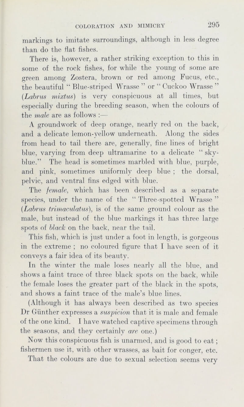 markings to imitate surroundings, although in less degree than do the flat fishes. There is, however, a rather striking exception to this in some of the rock fishes, for while the young of some are green among Zostera, brown or red among Fucus, etc., the beautiful “ Blue-striped Wrasse ” or “ Cuckoo Wrasse ” (Labrus mixtus) is very conspicuous at all times, but especially during the breeding season, when the colours of the male are as follows :— A groundwork of deep orange, nearly red on the back, and a delicate lemon-vellow underneath. Along the sides from head to tail there are, generally, fine lines of bright blue, varying from deep ultramarine to a delicate “ sky- blue.” The head is sometimes marbled with blue, purple, and pink, sometimes uniformly deep blue ; the dorsal, pelvic, and ventral fins edged with blue. The female, which has been described as a separate species, under the name of the “ Three-spotted Wrasse ” (Labrus trimaculatus), is of the same ground colour as the male, but instead of the blue markings it has three large spots of black on the back, near the tail. This fish, which is just under a foot in length, is gorgeous in the extreme ; no coloured figure that I have seen of it conveys a fair idea of its beauty. In the winter the male loses nearly all the blue, and shows a faint trace of three black spots on the back, while the female loses the greater part of the black in the spots, and shows a faint trace of the male’s blue lines. (Although it has always been described as two species Dr Giinther expresses a suspicion that it is male and female of the one kind. I have watched captive specimens through the seasons, and they certainly are one.) Now this conspicuous fish is unarmed, and is good to eat; fishermen use it, with other wrasses, as bait for conger, etc. That the colours are due to sexual selection seems very
