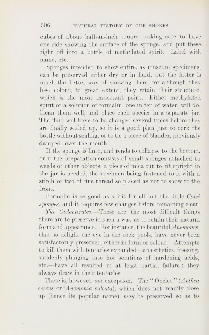 cubes of about half-an-inch square—taking care to have one side showing the surface of the sponge, and put these right off into a bottle of methylated spirit. Label with name, etc. Sponges intended to show entire, as museum specimens, can be preserved either dry or in fluid, but the latter is much the better way of showing them, for although they lose colour, to great extent, they retain their structure, which is the most important point. Either methylated spirit or a solution of formalin, one in ten of water, will do. Clean them well, and place each species in a separate jar. The fluid will have to be changed several times before they are finally sealed up, so it is a good plan just to cork the bottle without sealing, or to tie a piece of bladder, previously damped, over the mouth. If the sponge is limp, and tends to collapse to the bottom, or if the preparation consists of small sponges attached to weeds or other objects, a piece of mica cut to fit upright in the jar is needed, the specimen being fastened to it with a stitch or two of fine thread so placed as not to show to the front. Formalin is as good as spirit for all but the little Colei sponges, and it requires few changes before remaining clear. The Ccelenterates.—These are the most difficult things there are to preserve in such a way as to retain their natural form and appearance. For instance, the beautiful Anemones, that so delight the eye in the rock pools, have never been satisfactorily preserved, either in form or colour. Attempts to kill them with tentacles expanded—anaesthetics, freezing, suddenly plunging into hot solutions of hardening acids, etc.—have all resulted in at least partial failure : they always draw in their tentacles. There is, however, one exception. The “ Opelet ” (Anthea cereus or 'Anemonia sulcata), which does not readily close up (hence its popular name), may be preserved so as to