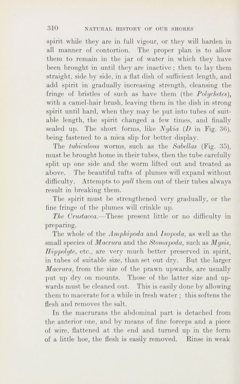 spirit while they are in full vigour, or they will harden in all manner of contortion. The proper plan is to allow them to remain in the jar of water in which they have been brought in until they are inactive ; then to lay them straight, side by side, in a flat dish of sufficient length, and add spirit in gradually increasing strength, cleansing the fringe of bristles of such as have them (the Polychetes), with a camel-hair brush, leaving them in the dish in strong spirit until hard, when they may be put into tubes of suit- able length, the spirit changed a few times, and finally sealed up. The short forms, like Nykia (D in Fig. 36), being fastened to a mica slip for better display. The tubiculous worms, such as the Sabellas (Fig. 35), must be brought home in their tubes, then the tube carefully split up one side and the worm lifted out and treated as above. The beautiful tufts of plumes will expand without difficulty. Attempts to pull them out of their tubes always result in breaking them. The spirit must be strengthened very gradually, or the fine fringe of the plumes will crinkle up. The Crustacea.—These present little or no difficulty in preparing. The whole of the Amphipoda and Isopoda, as well as the small species of Macrura and the Stomapoda, such as My sis, Hippolyte, etc., are very much better preserved in spirit, in tubes of suitable size, than set out dry. But the larger Macrura, from the size of the prawn upwards, are usually put up dry on mounts. Those of the latter size and up- wards must be cleaned out. This is easily done by allowing them to macerate for a while in fresh water ; this softens the flesh and removes the salt. In the macrurans the abdominal part is detached from the anterior one, and by means of fine forceps and a piece of wire, flattened at the end and turned up in the form of a little hoe, the flesh is easily removed. Rinse in weak