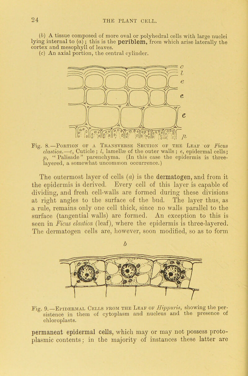 (b) A tissue composed of more oval or polyhedral cells with large nuclei lying internal to (a); this is the pei’iblem, from which arise laterally the cortex and mesophyll of leaves. (c) An axial portion, the central cylinder. Fig. 8.—Portion of a Transverse Section of the Leaf of Ficus elaslica.—c, Cuticle ; l, lamelhe of the outer walls ; e, epidermal cells; p, “Palisade” parenchyma. (In this case the epidermis is three- layered, a somewhat uncommon occurrence.) The outermost layer of cells (a) is the dermatogen, and from it the epidermis is derived. Every cell of this layer is capable of dividing, and fresh cell-walls are formed during these divisions at right angles to the surface of the bud. The layer thus, as a rule, remains only one cell thick, since no walls parallel to the surface (tangential walls) are formed. An exception to this is seen in Ficus elaslica (leaf), where the epidermis is three-layered. The dermatogen cells are, however, soon modified, so as to form b Fig. 9.—Epidermal Cells from the Leaf of Hippuris, showing the per- sistence in them of cytoplasm and nucleus and the presence of chloroplasts. permanent epidermal cells, which may or may not possess proto- plasmic contents; in the majority of instances these latter are