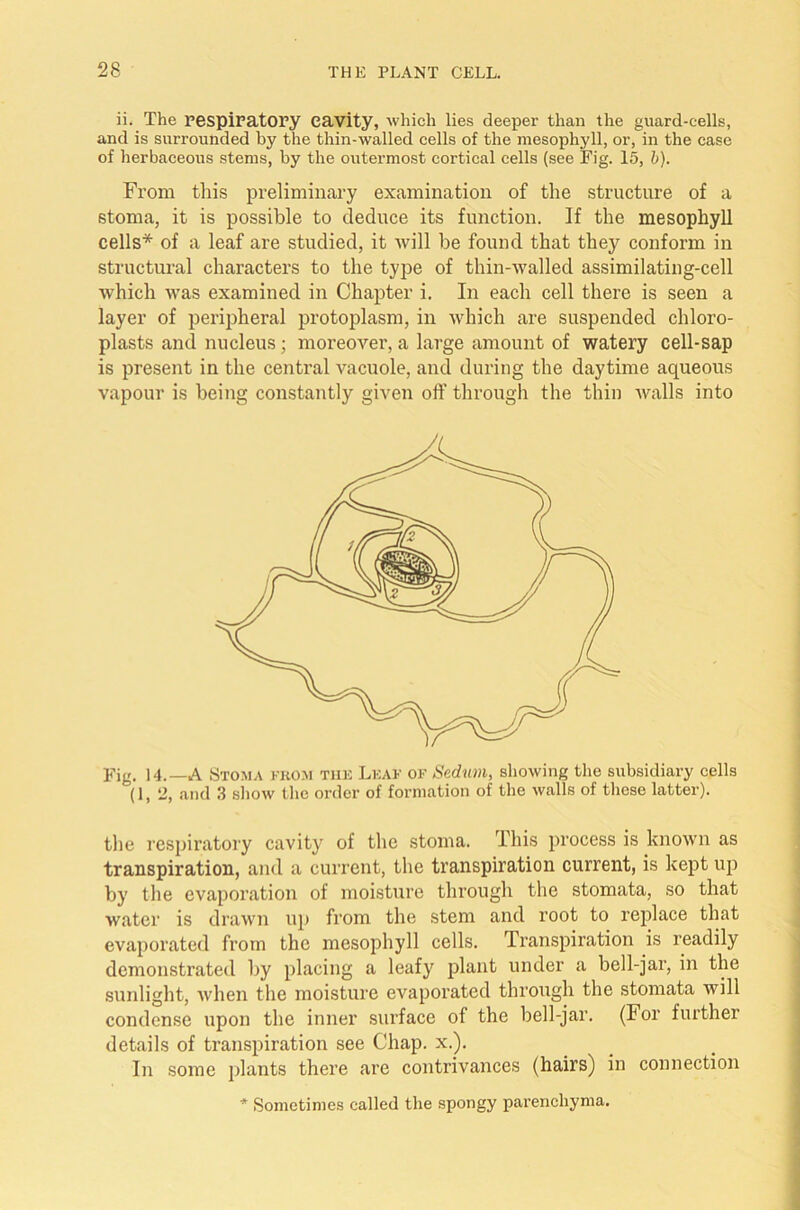 ii. The respiratory cavity, which lies deeper than the guard-cells, and is surrounded by the thin-walled cells of the mesophyll, or, in the case of herbaceous stems, by the outermost cortical cells (see Fig. 15, b). From this preliminary examination of the structure of a stoma, it is possible to deduce its function. If the mesophyll cells* of a leaf are studied, it will be found that they conform in structural characters to the type of thin-walled assimilating-cell which was examined in Chapter i. In each cell there is seen a layer of peripheral protoplasm, in which are suspended chloro- plasts and nucleus; moreover, a large amount of watery cell-sap is present in the central vacuole, and during the daytime aqueous vapour is being constantly given off through the thin walls into Fig. 14.— A Stoma from the Leaf of Sedum, showing the subsidiary cells (1, 11, .and 3 show the order of formation of the walls of these latter). the respiratory cavity of the stoma. This process is known as transpiration, and a current, the transpiration current, is kept up by the evaporation of moisture through the stomata, so that water is drawn up from the stem and root to replace that evaporated from the mesophyll cells. Transpiration is readily demonstrated by placing a leafy plant under a bell-jar, in the sunlight, when the moisture evaporated through the stomata will condense upon the inner surface of the bell-jar. (For further details of transpiration see Chap. x.). In some plants there are contrivances (hairs) in connection * Sometimes called the spongy parenchyma.