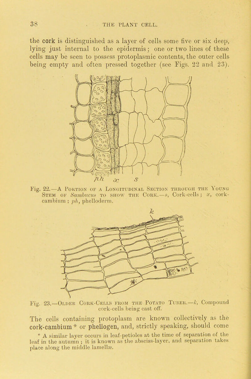 the cork is distinguished as a layer of cells some five or six deep, lying just internal to the epidermis; one or two lines of these cells may be seen to possess protoplasmic contents, the outer cells being empty and often pressed together (see Figs. 22 and 23). Fig. 22.—A Portion of a Longitudinal Section through the Young Stem of Sambvcus to show the Cork.—s, Cork-cells; re, cork- cambium ; ph, phelloderm. 7c Fig. 23.—Older Cork-Cells from the Potato Turku.—Compound cork-cells being cast off. The cells containing protoplasm are known collectively as the cork-cambium * or phellogen, and, strictly speaking, should come * A similar layer occurs in leaf-petioles at the time of separation of the leaf in the autumn ; it is known as the absciss-layer, and separation takes place along the middle lamellae.